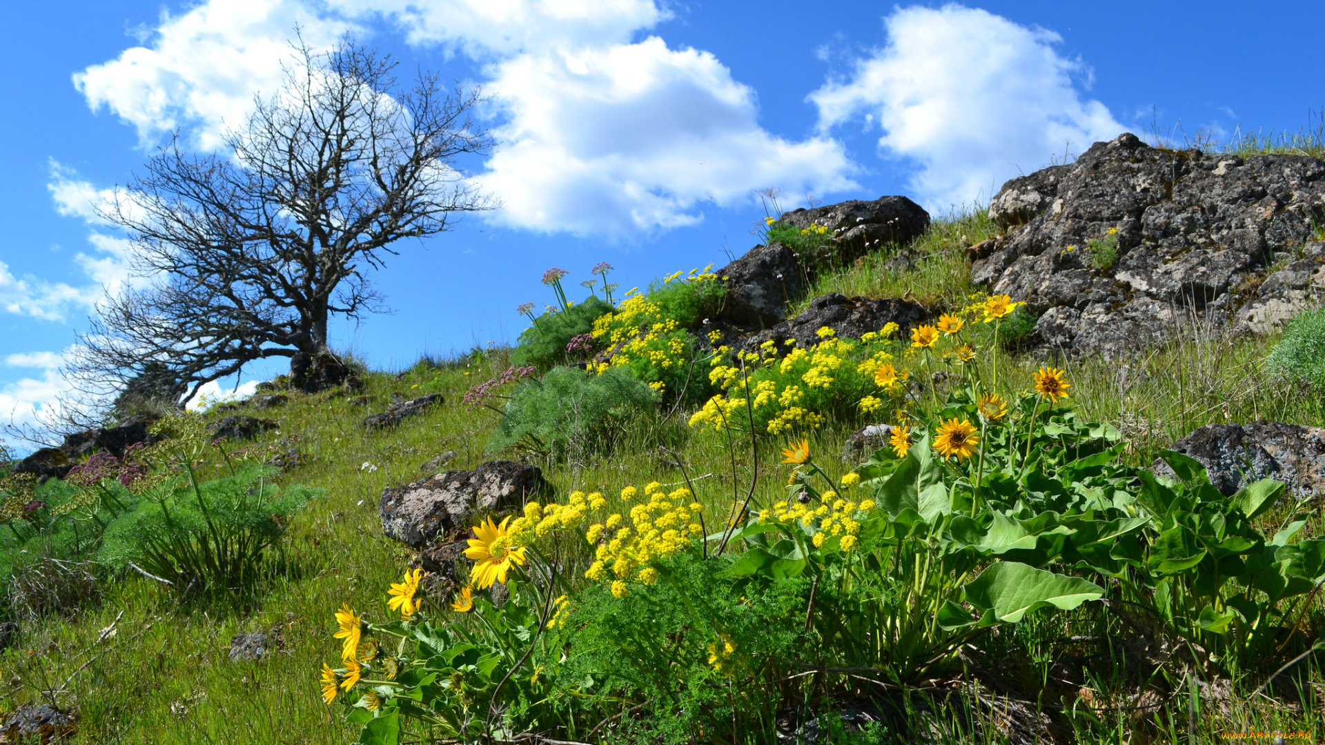 природа, луга, трава, цветы