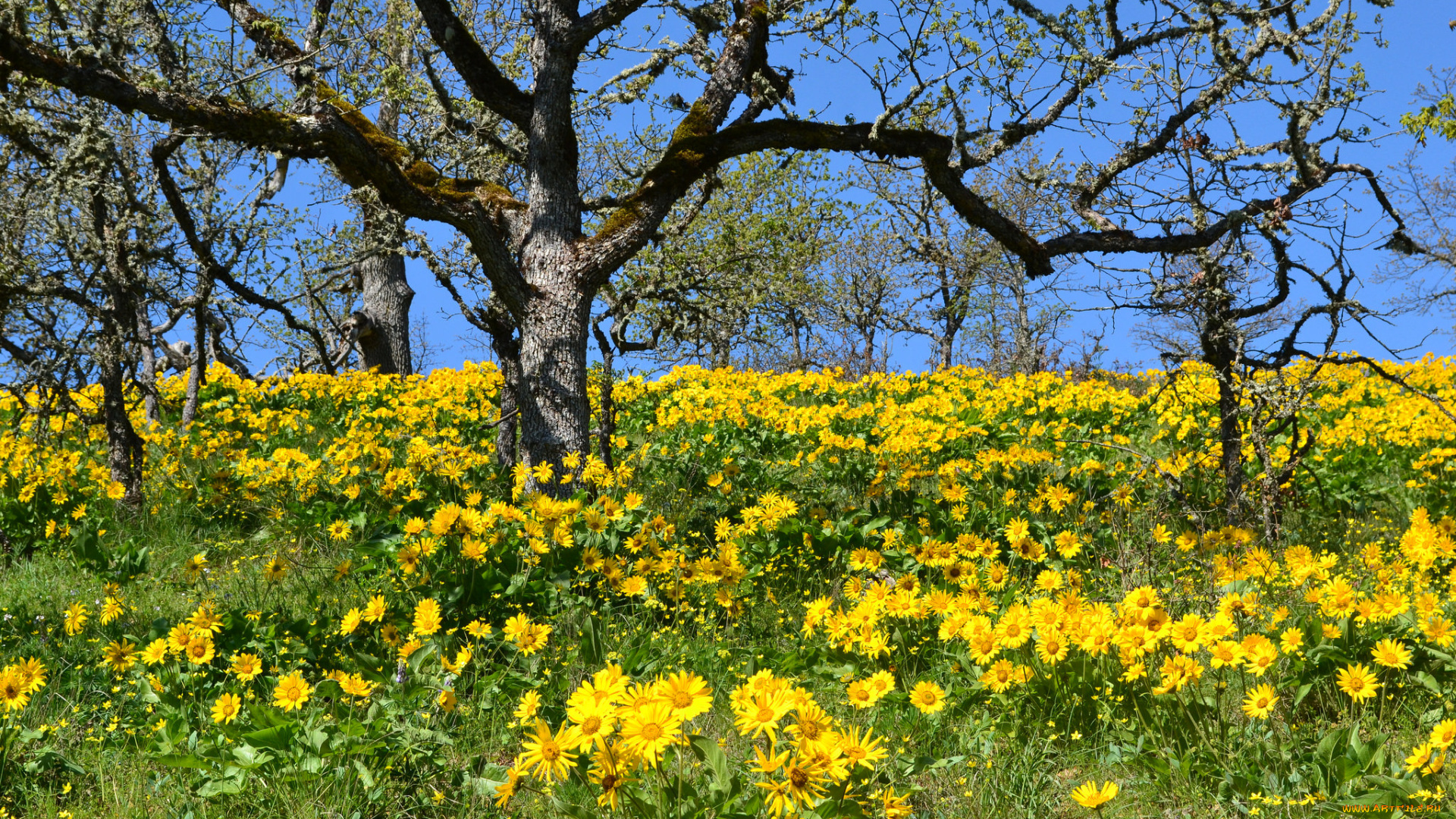 природа, луга, трава, цветы