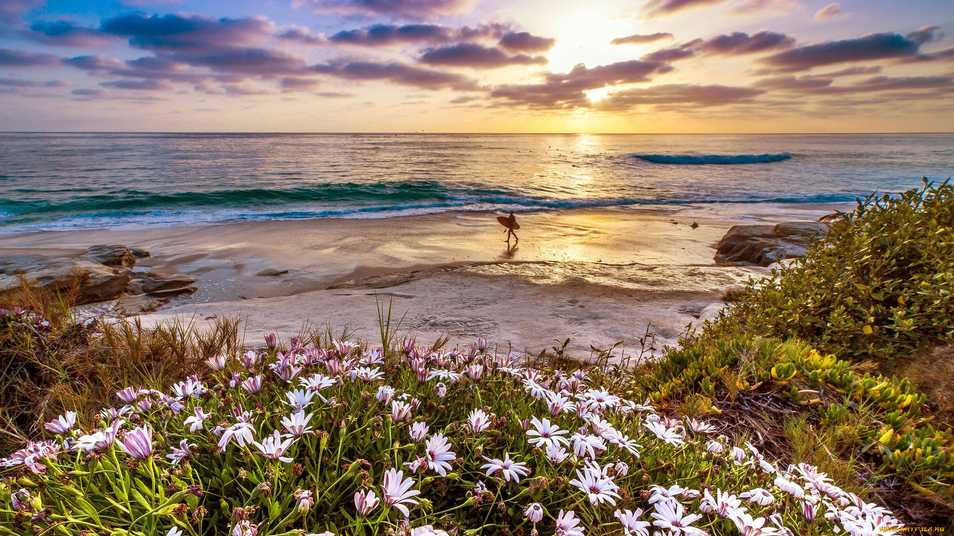 природа, побережье, закат, цветы, берег, серфер, море, пляж
