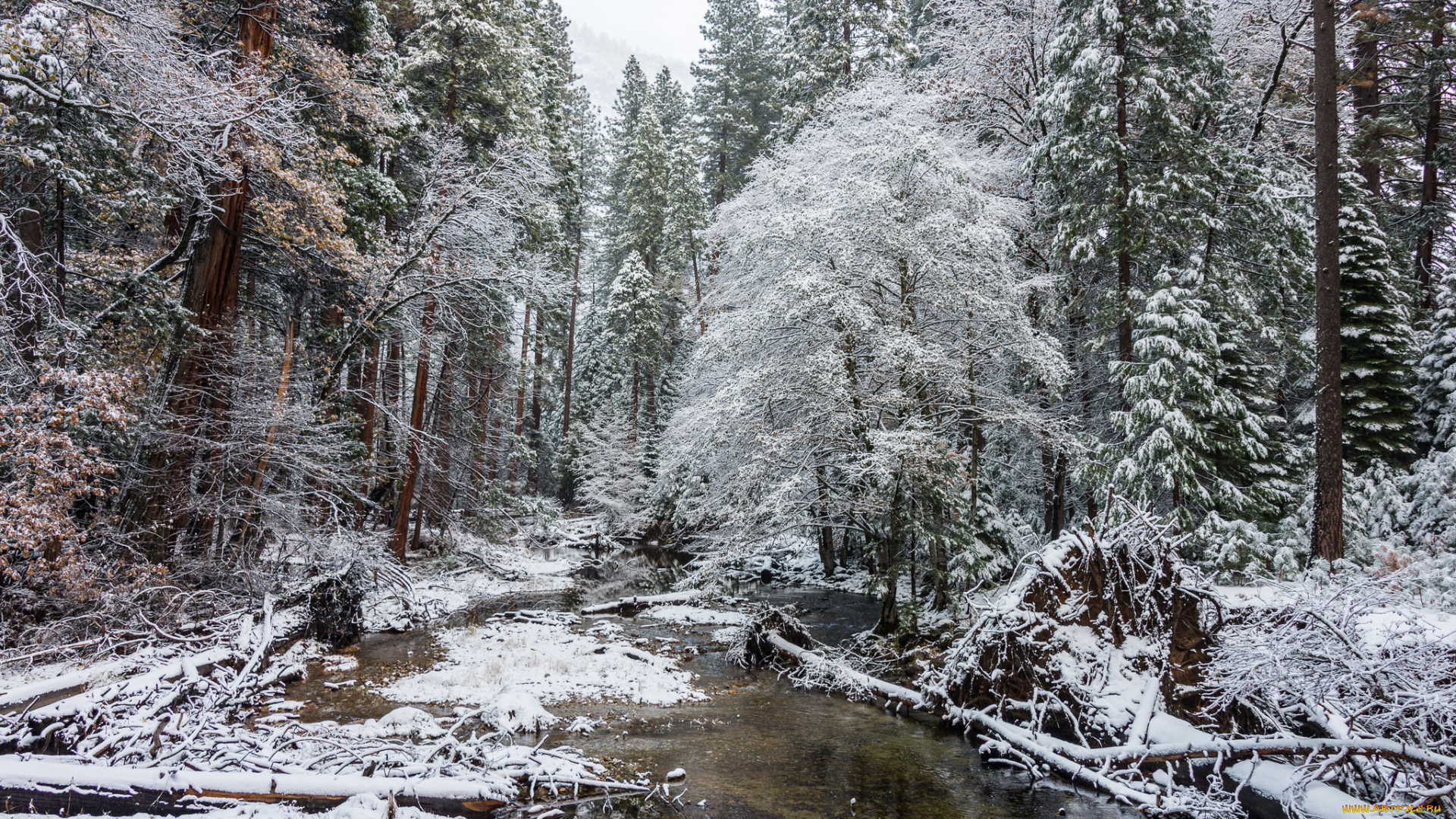 природа, зима, снег