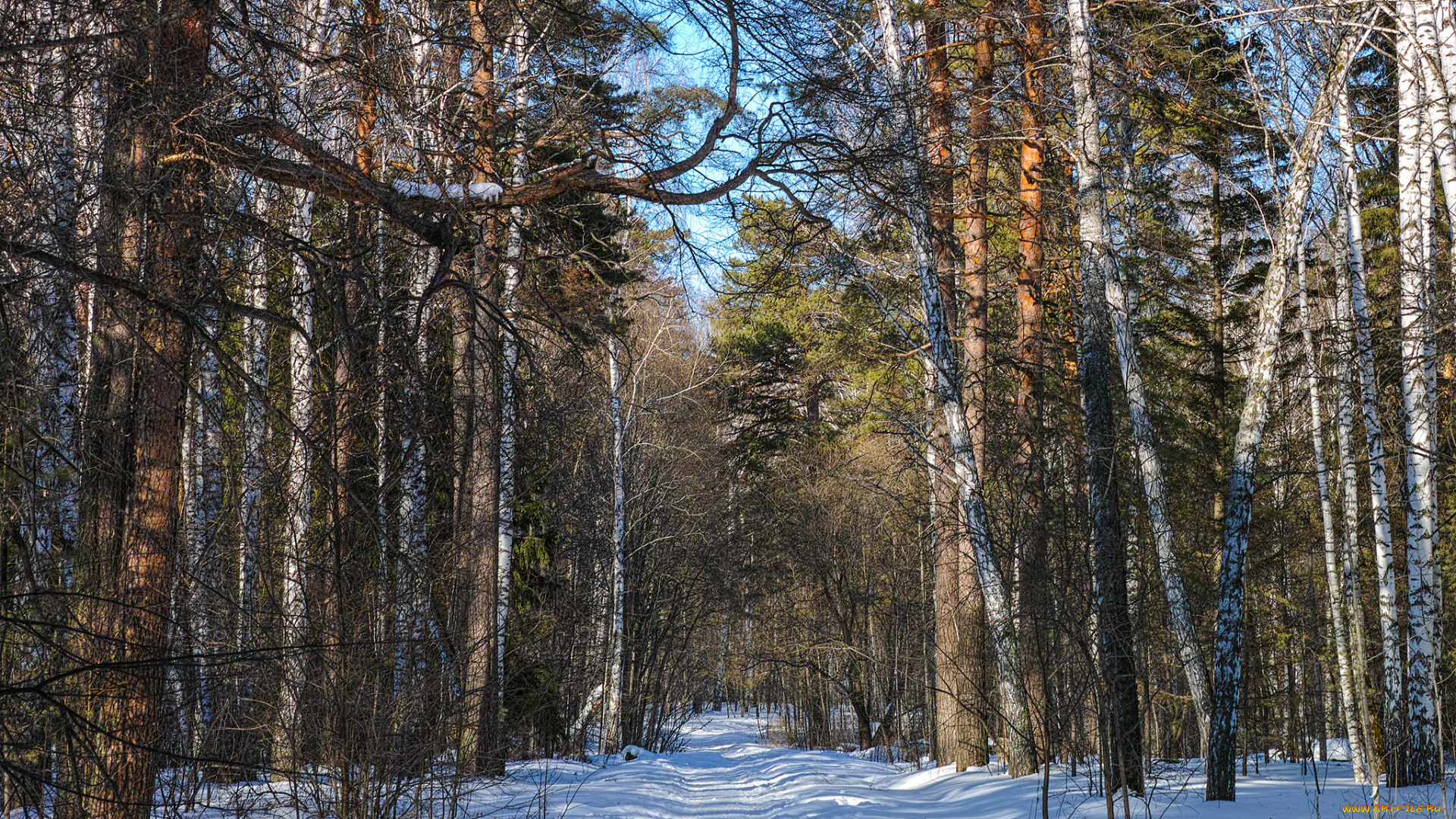 природа, зима, снег