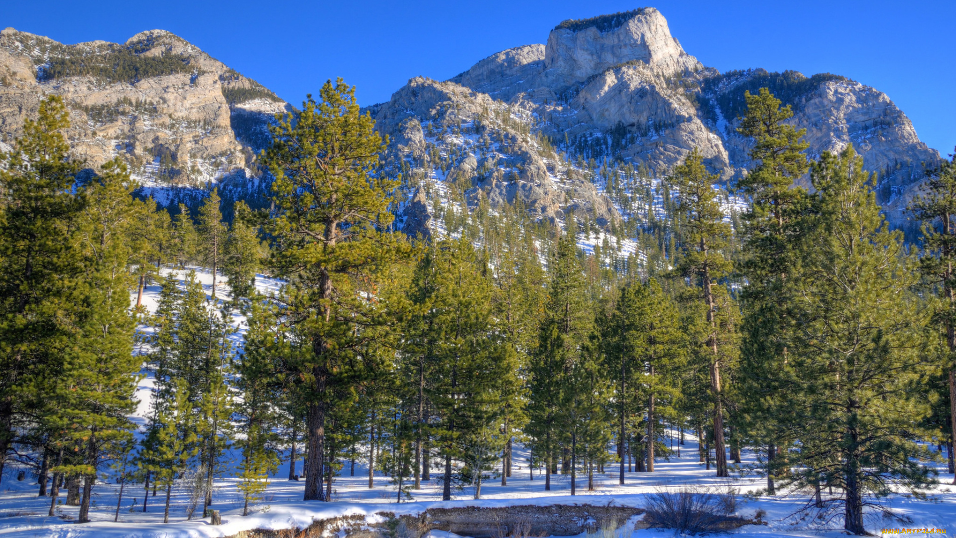 природа, зима, снег