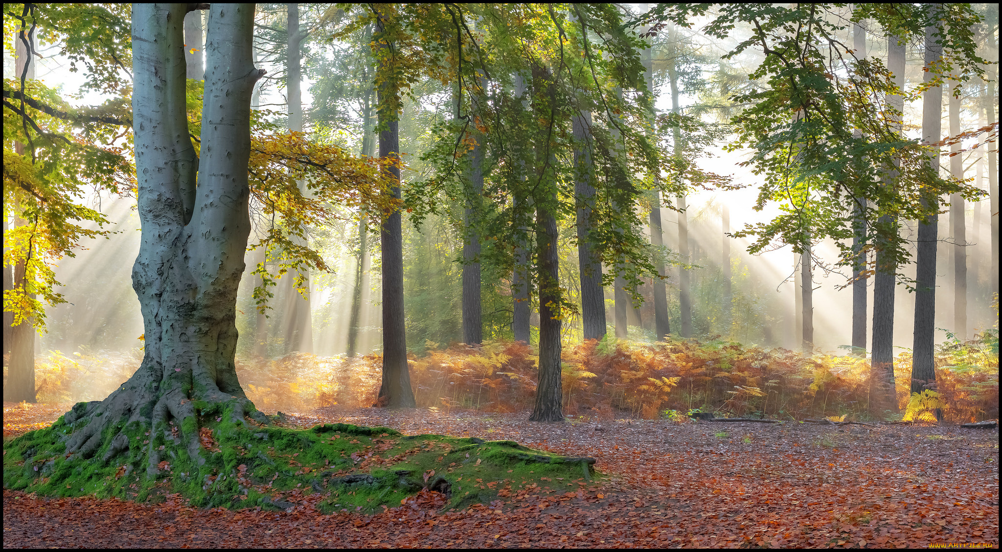 природа, лес, стволы, деревья