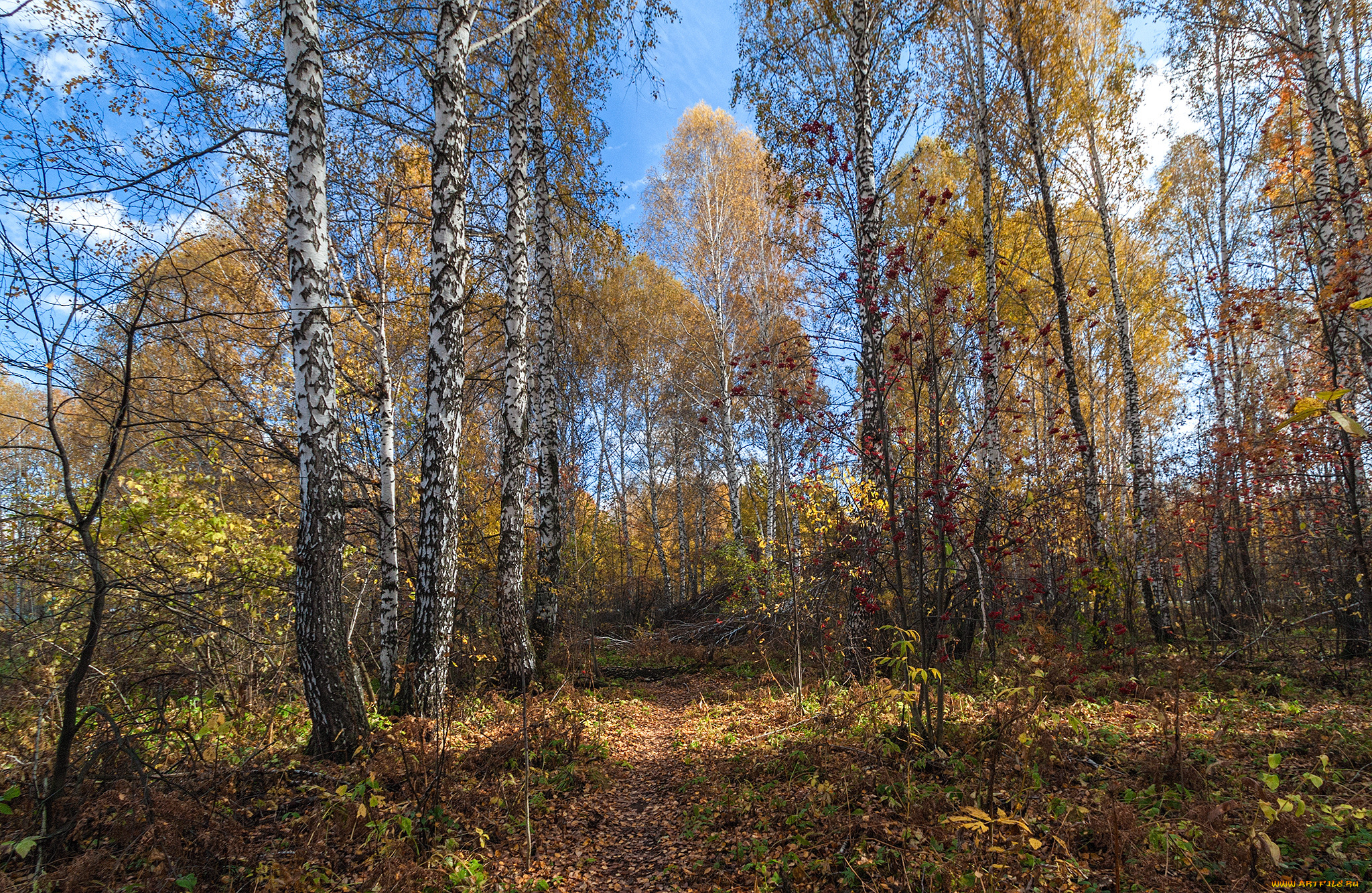 природа, лес, стволы, деревья
