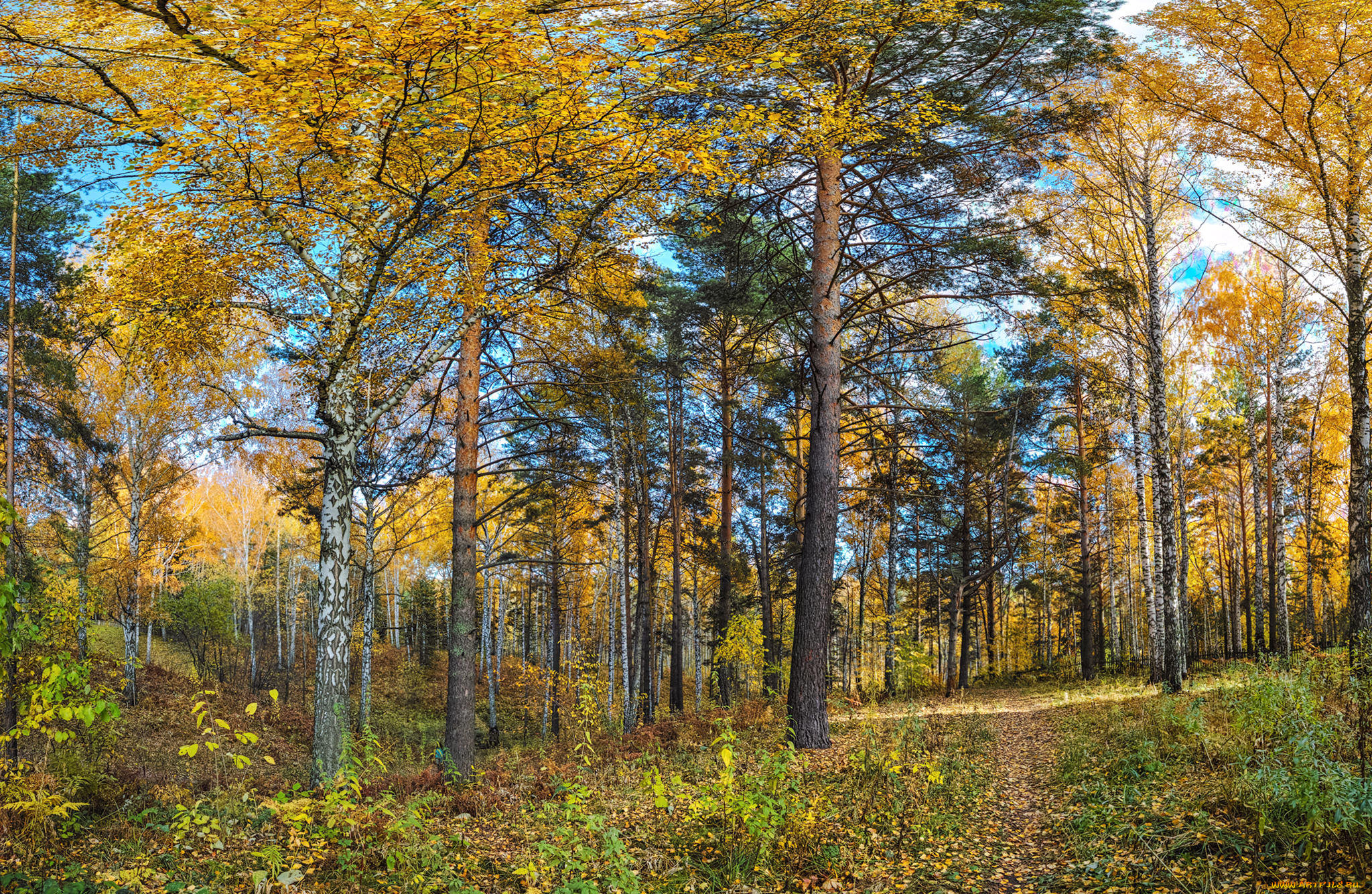 природа, лес, деревья, стволы