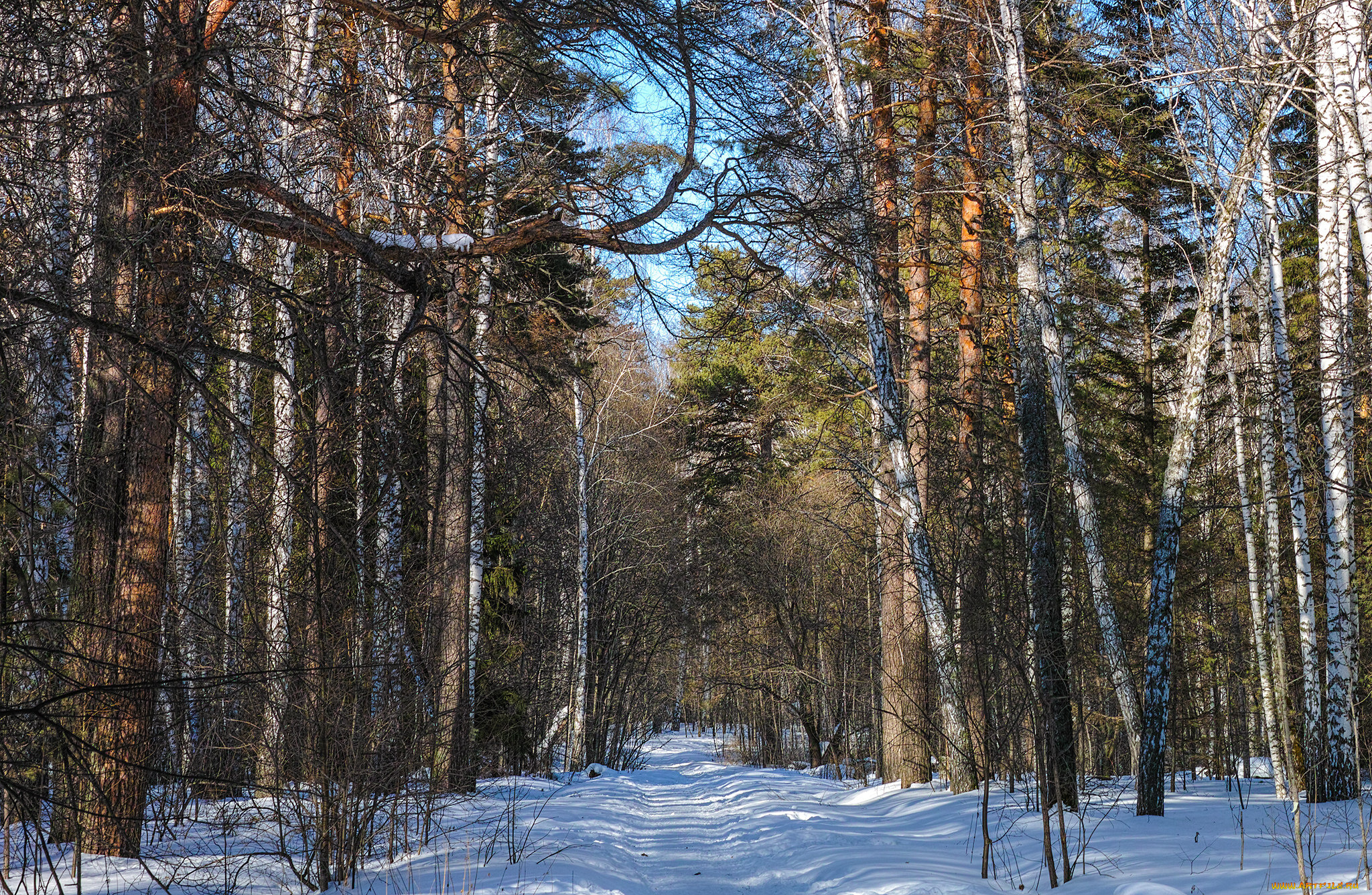 природа, зима, снег