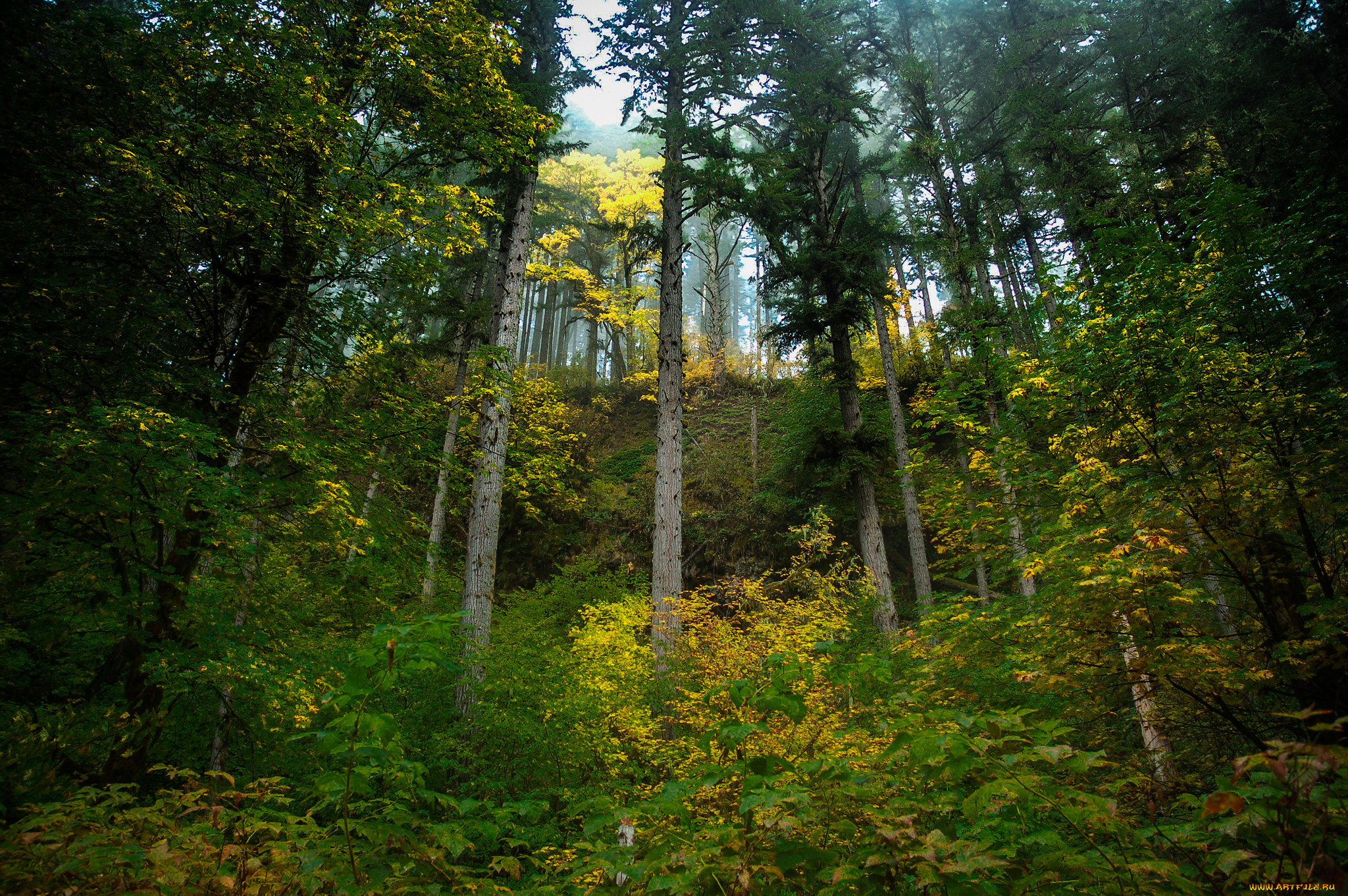 природа, лес, стволы, деревья