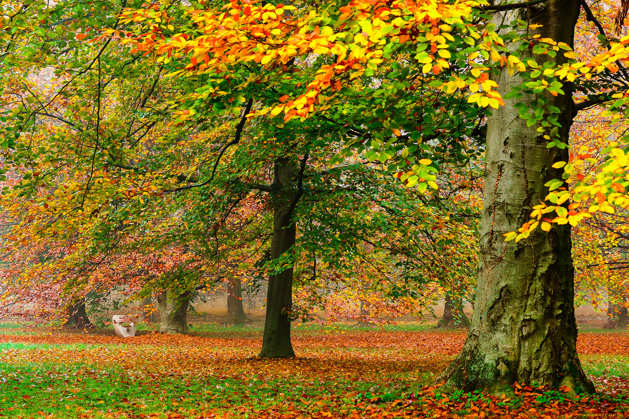 природа, лес, деревья, стволы