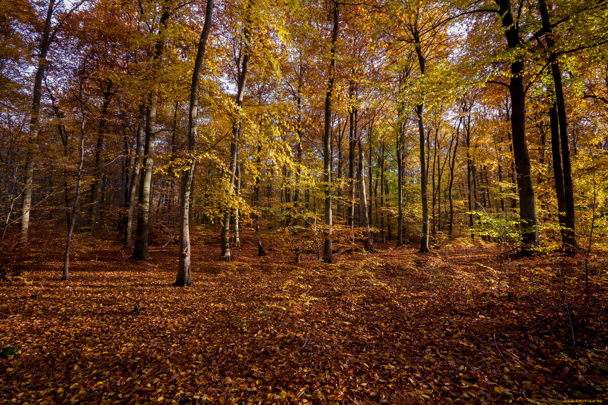 природа, лес, стволы, деревья