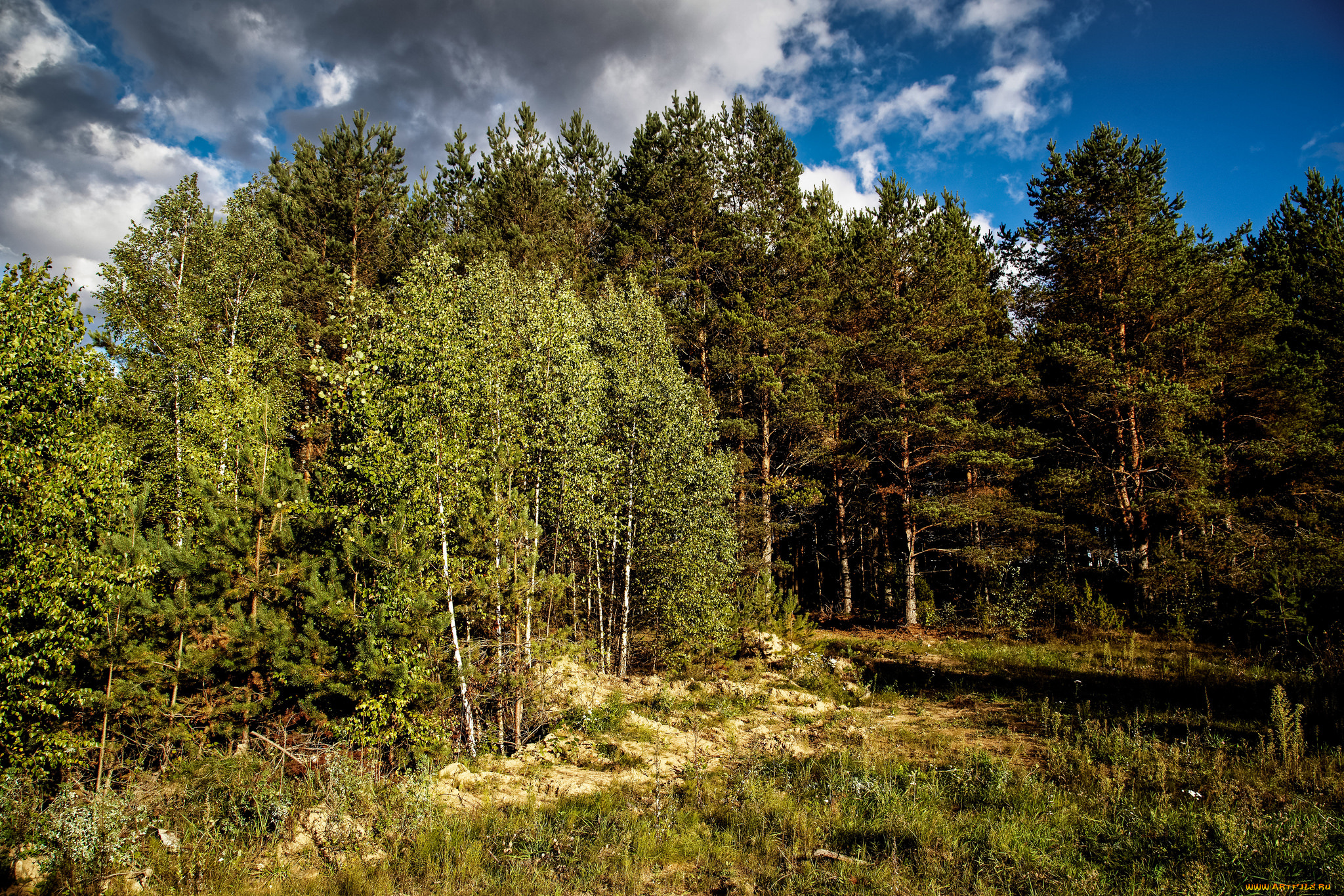 природа, лес, стволы, деревья