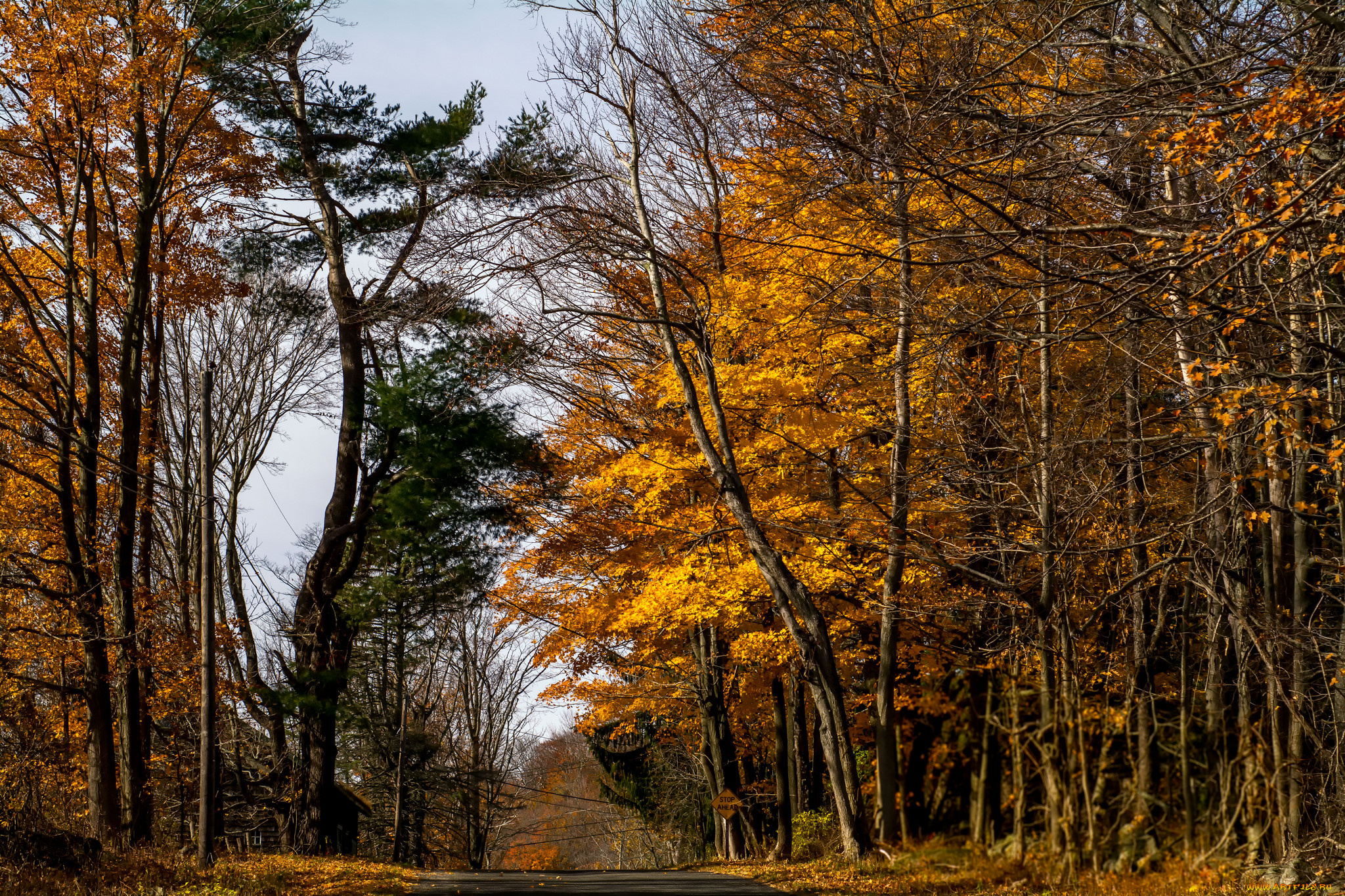природа, лес, стволы, деревья