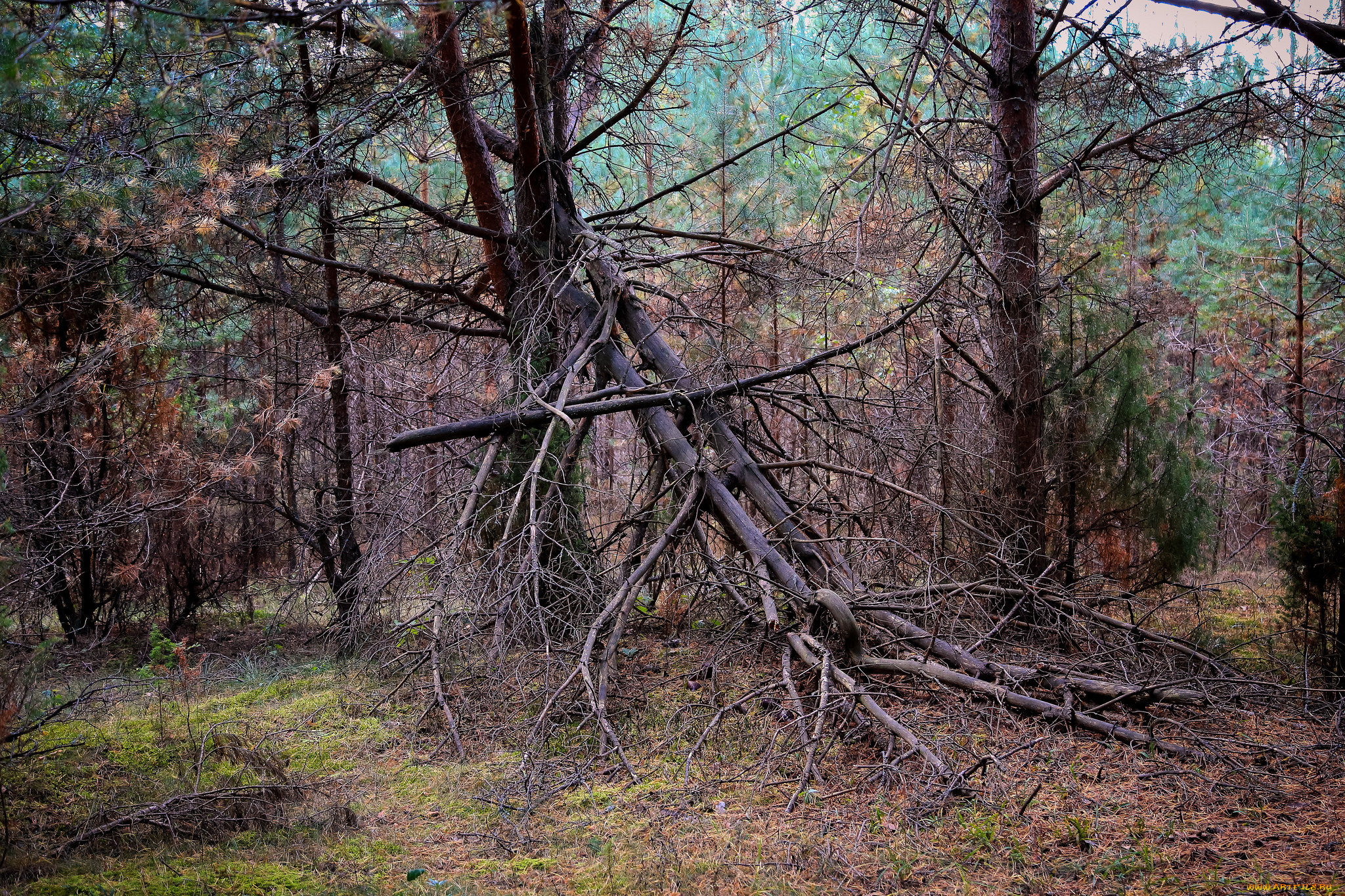 природа, лес, стволы, деревья