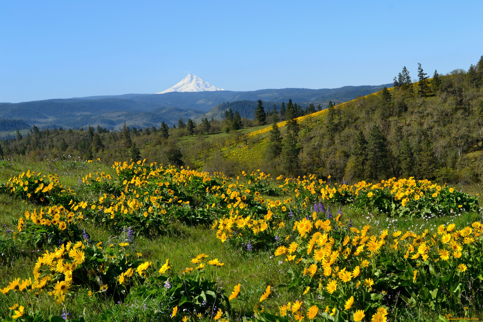природа, луга, цветы, трава