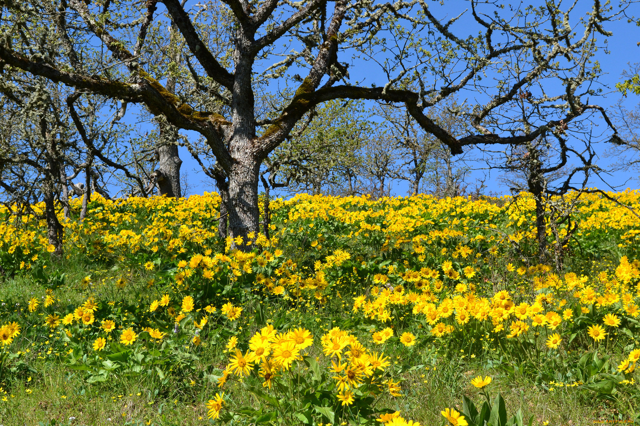 природа, луга, трава, цветы