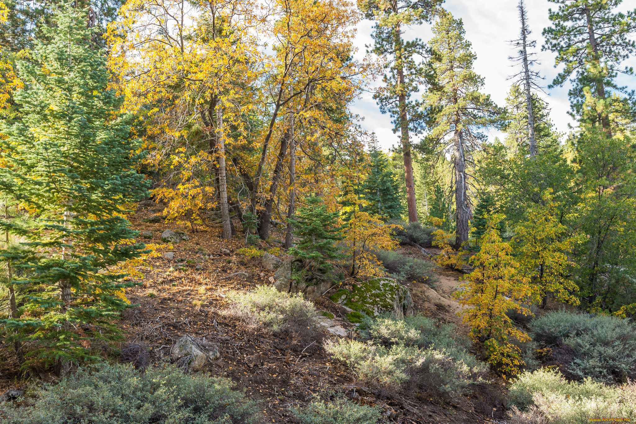 природа, лес, стволы, деревья