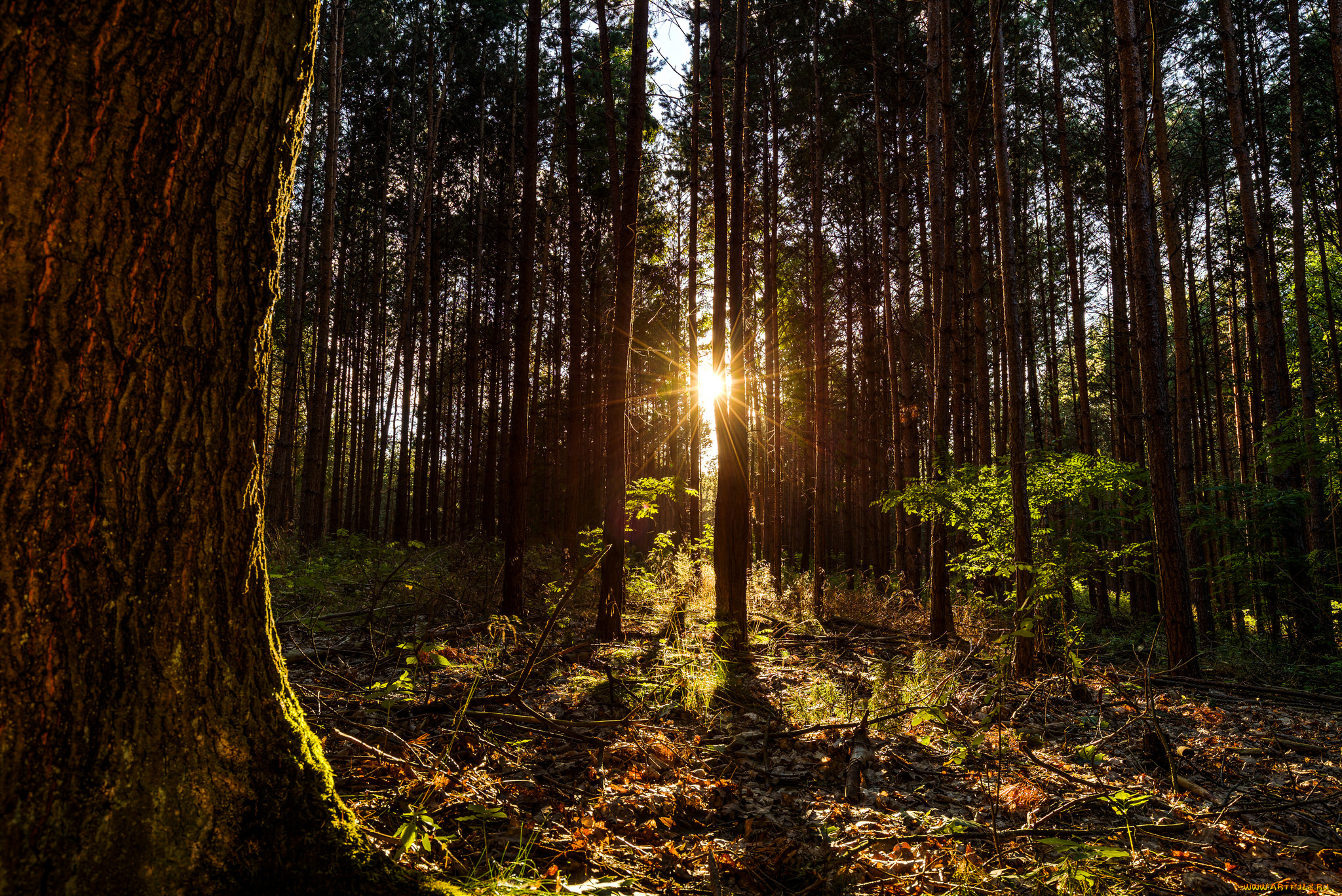 природа, лес, стволы, деревья