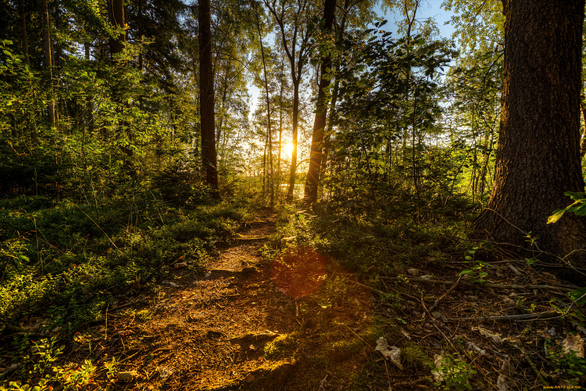 природа, лес, стволы, деревья