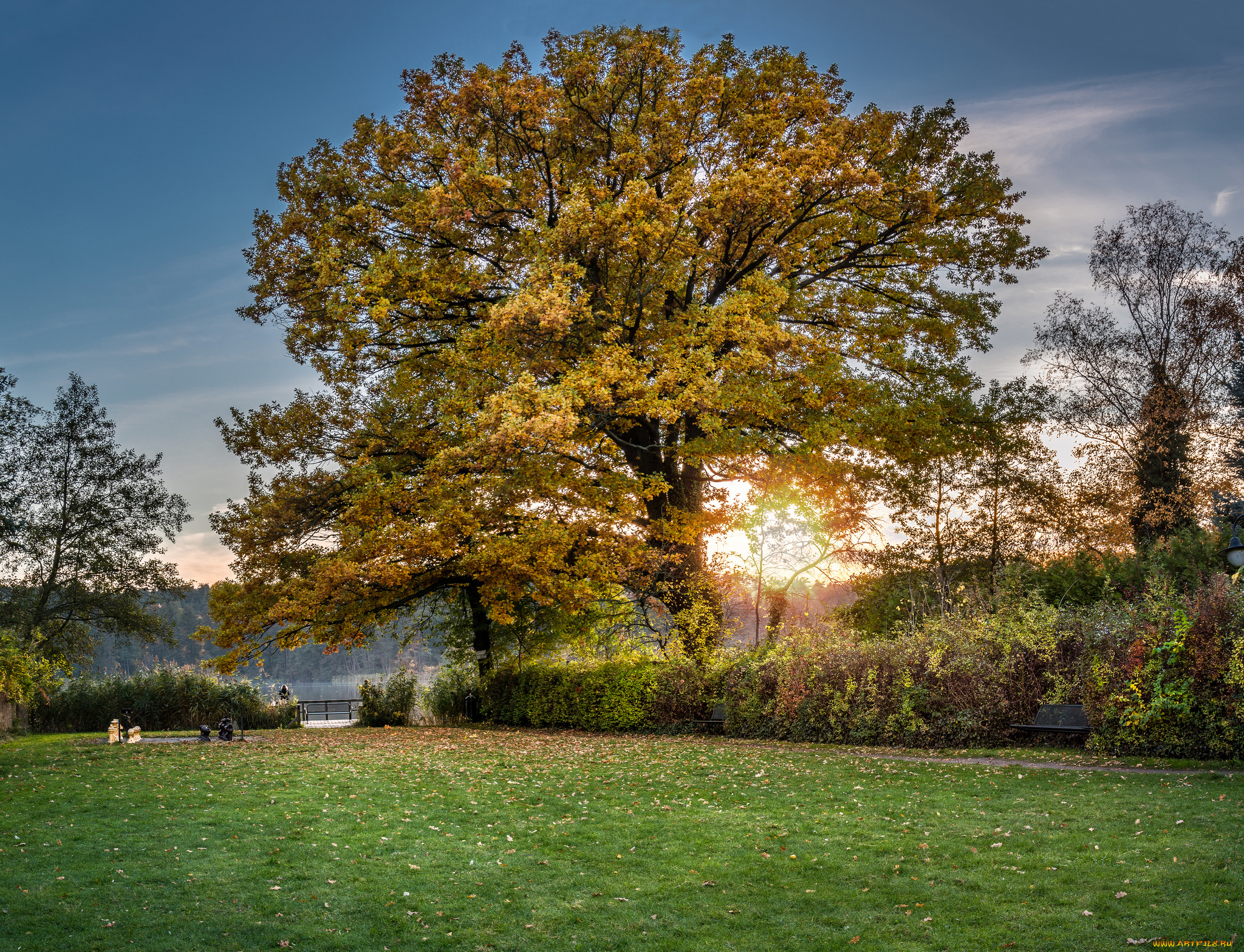 природа, деревья, крона, дерево