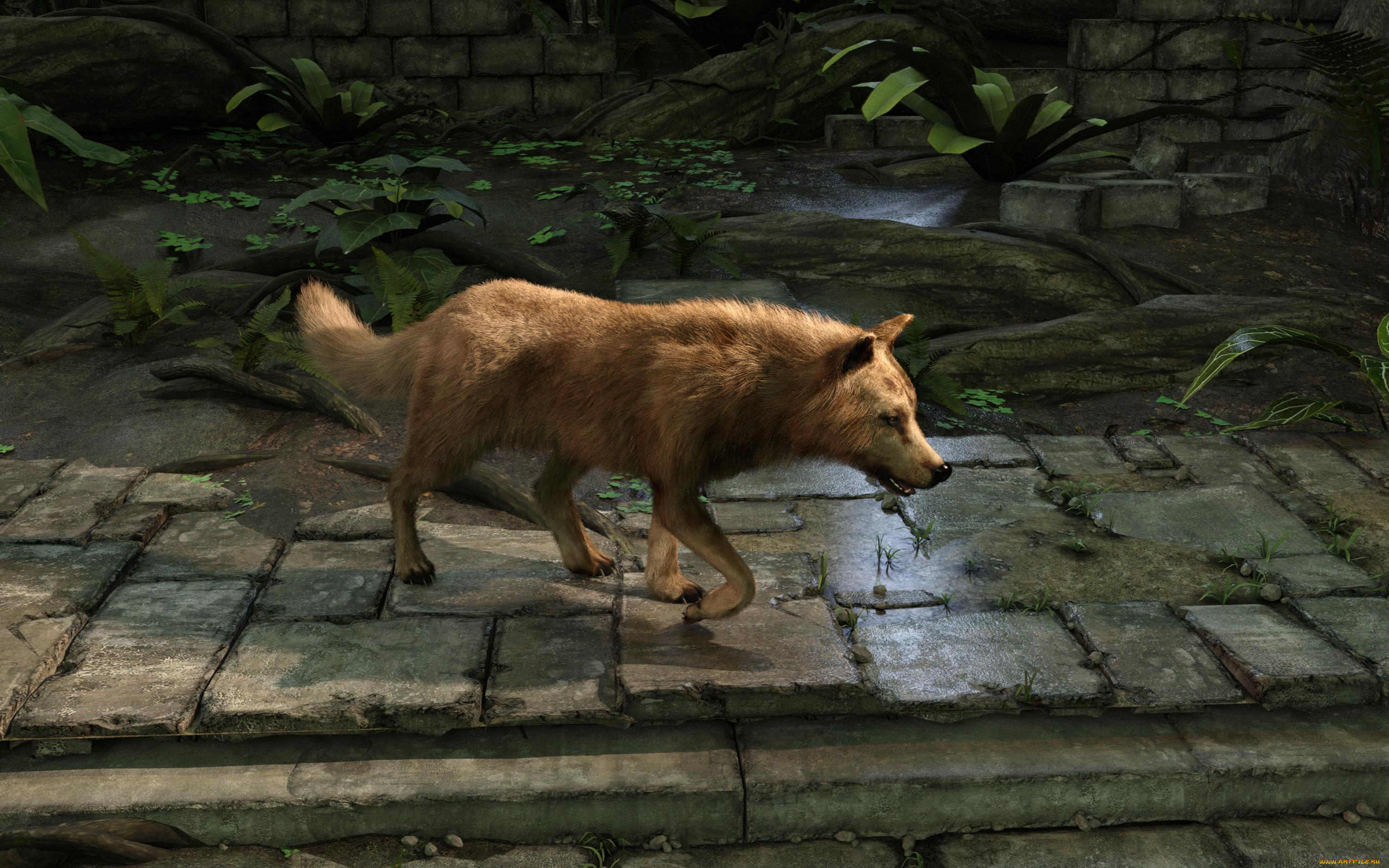 3д, графика, животные, , animals, волк, фон