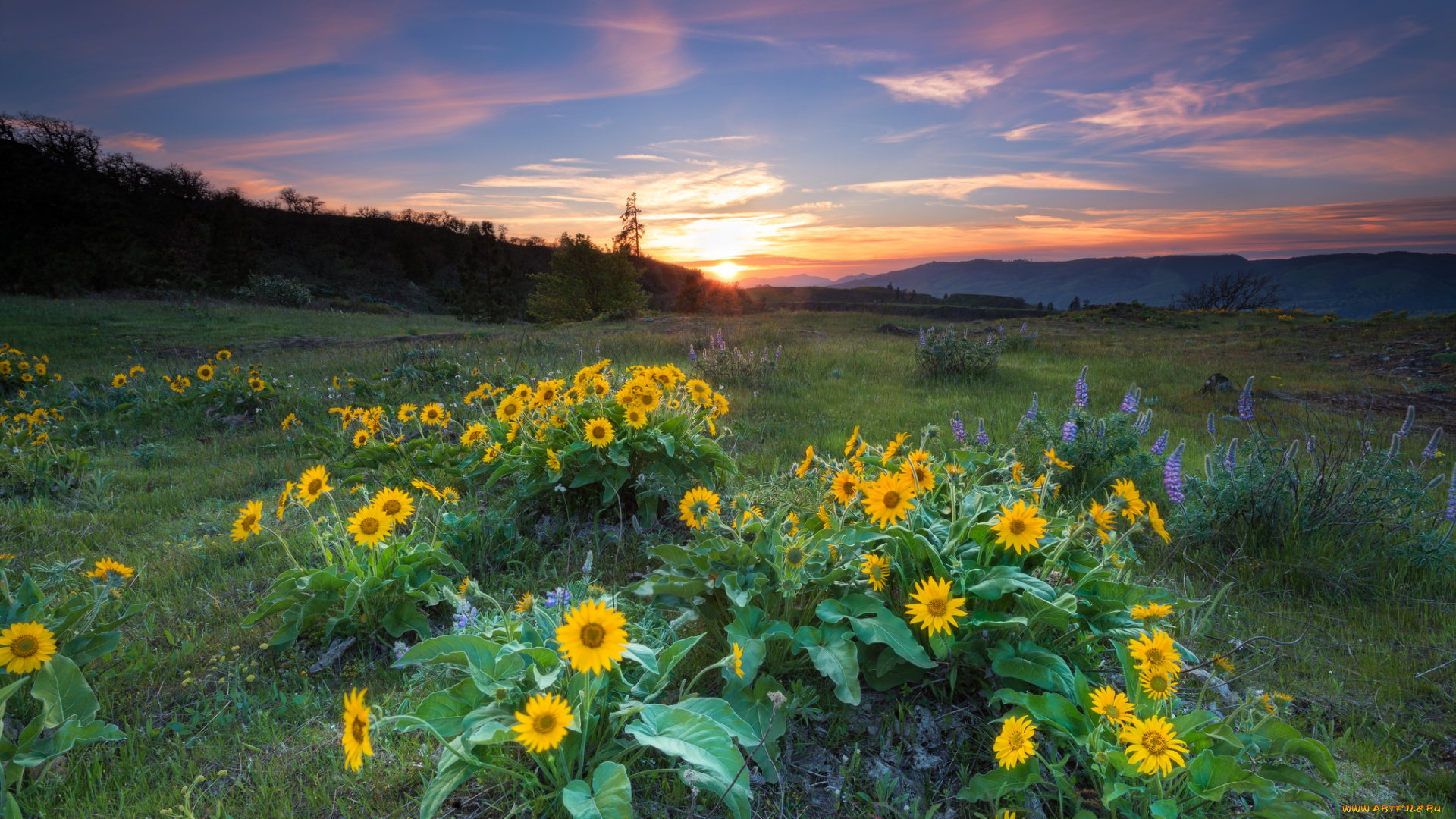 природа, луга, простор