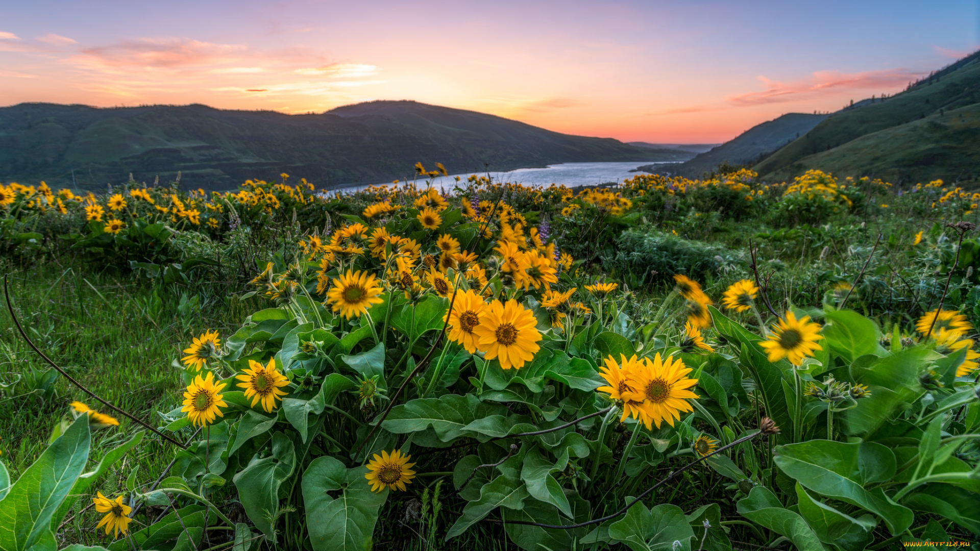 природа, луга, простор