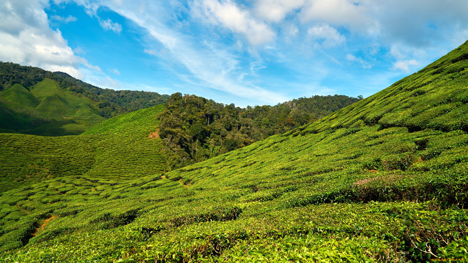природа, поля, чайная, плантация