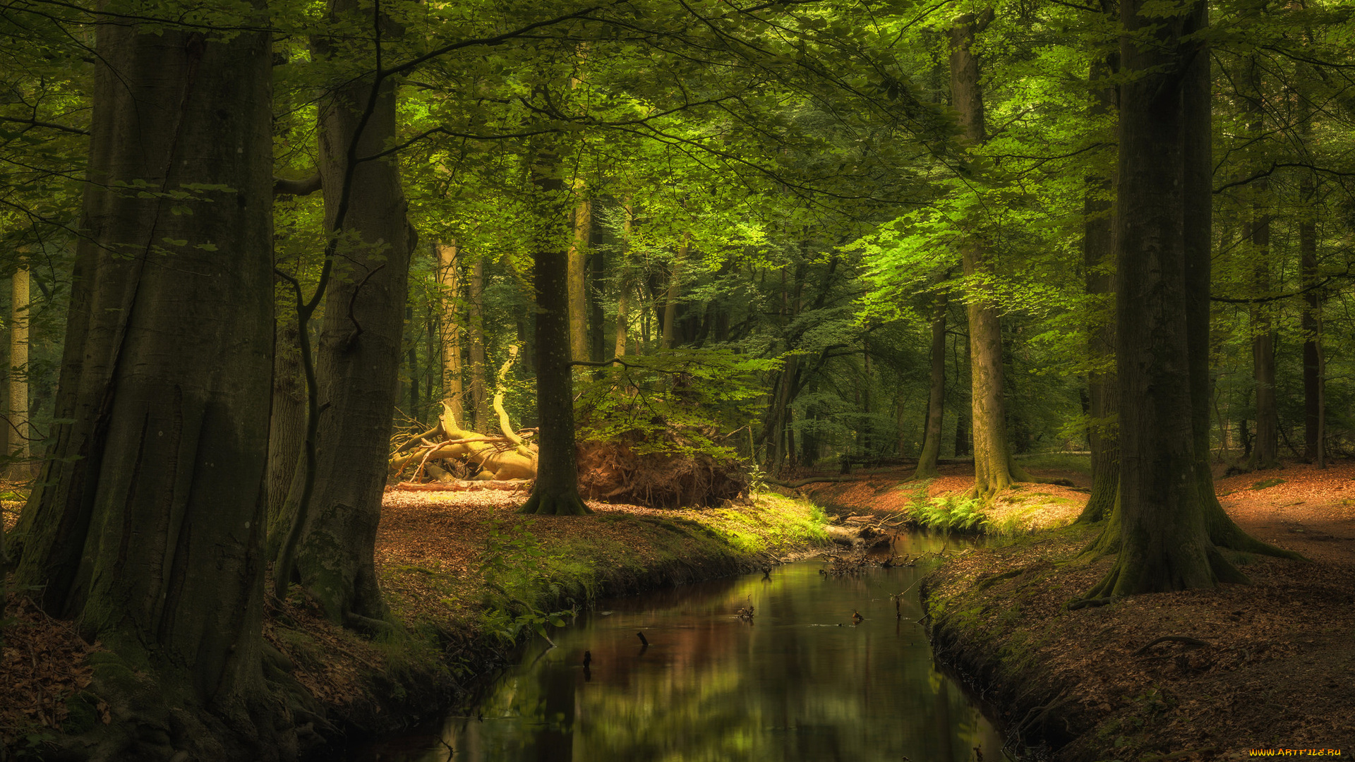 природа, реки, озера, ручей, лес