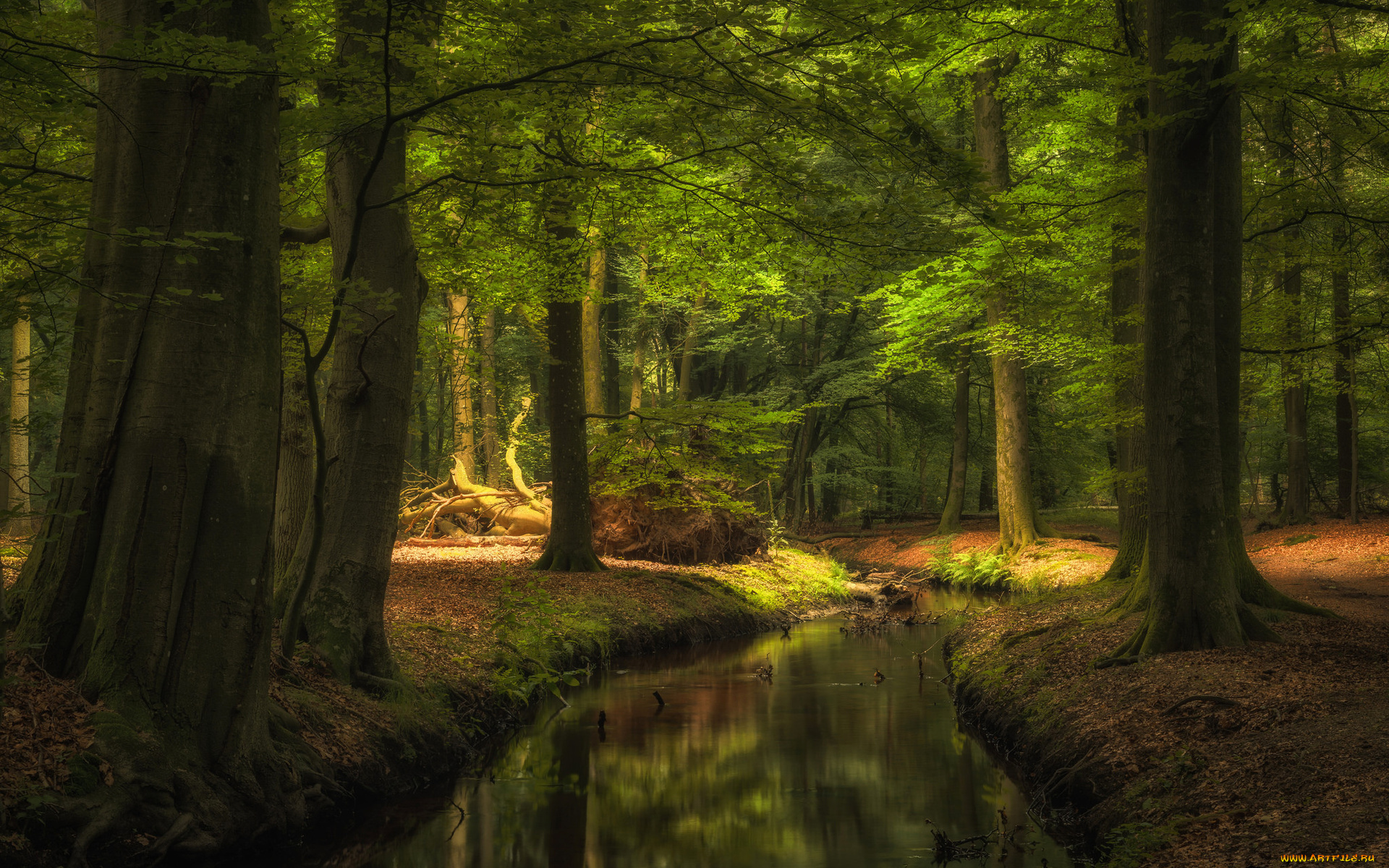 природа, реки, озера, ручей, лес