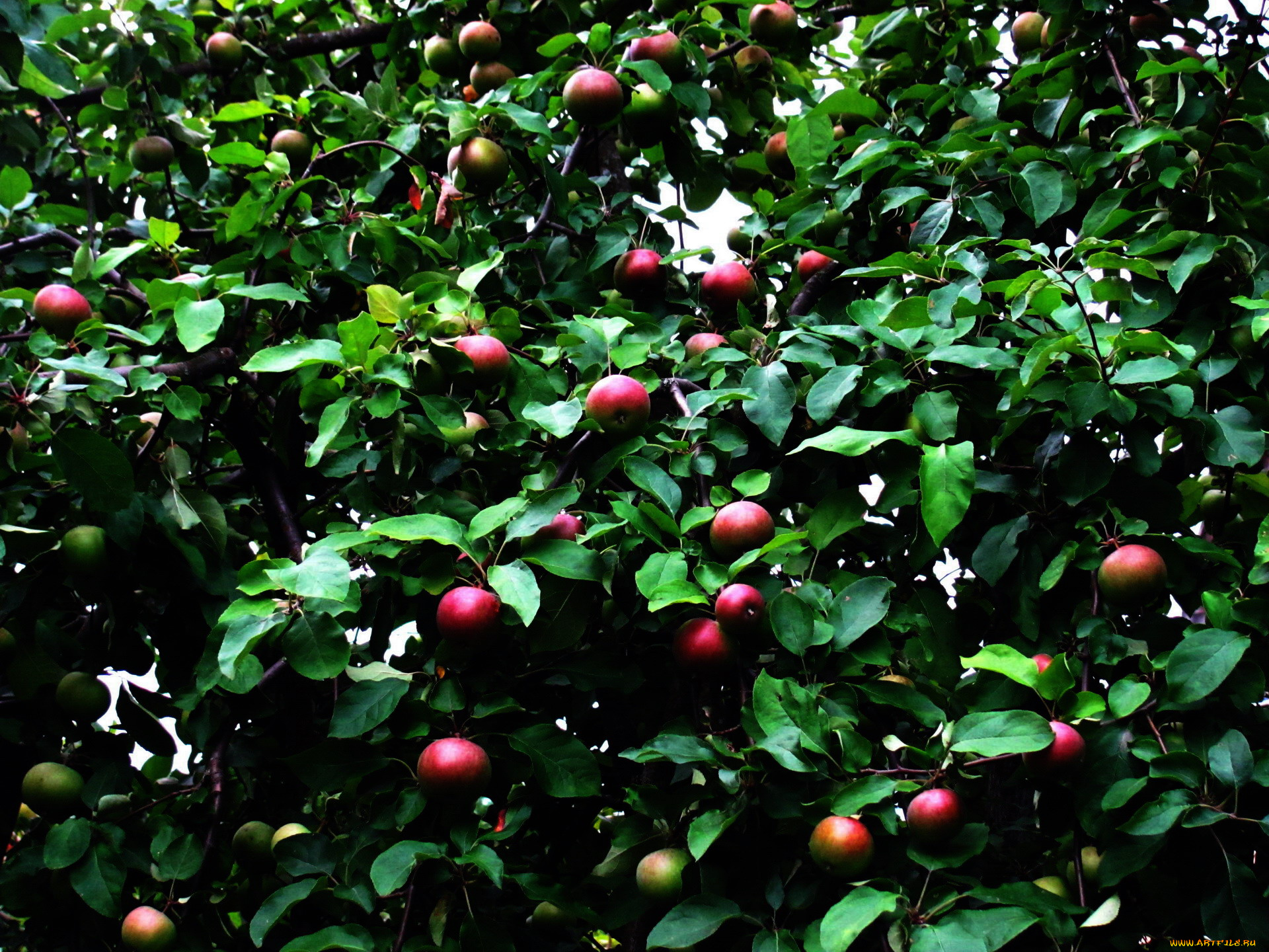 природа, плоды, яблоки