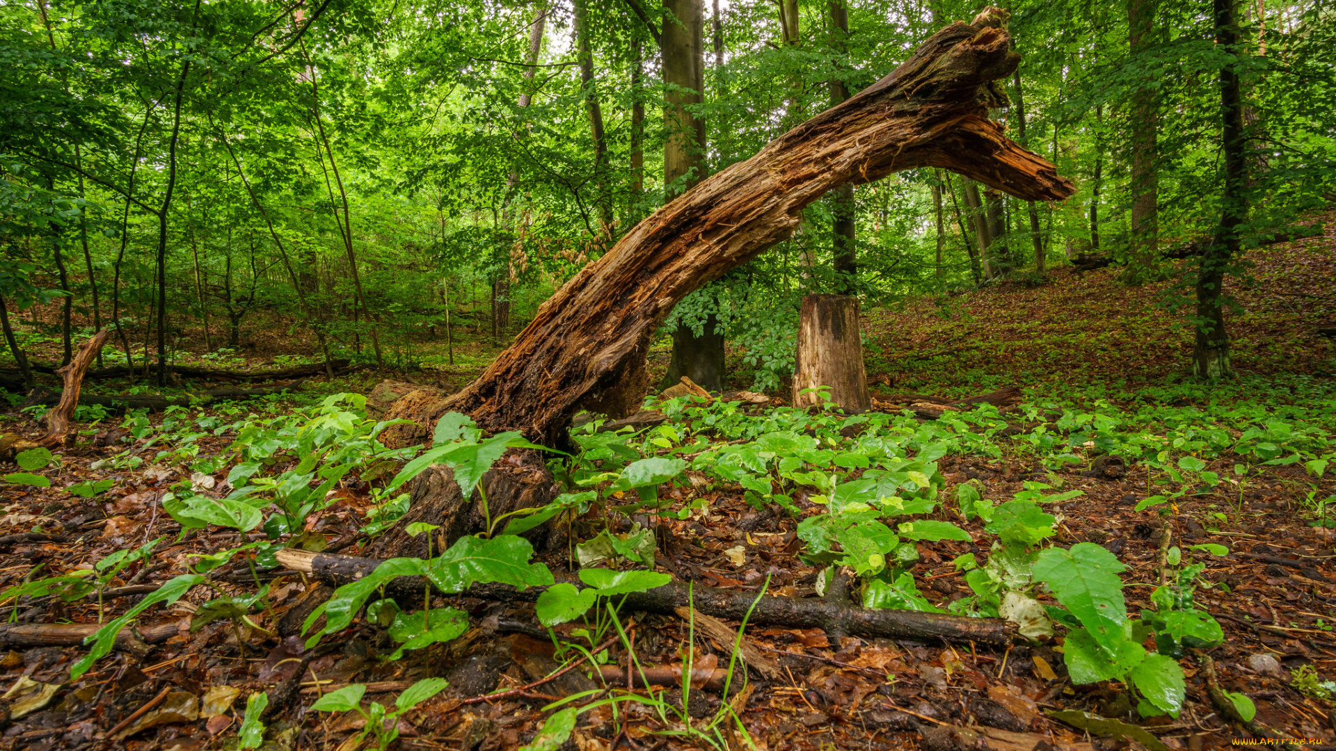 природа, лес, простор