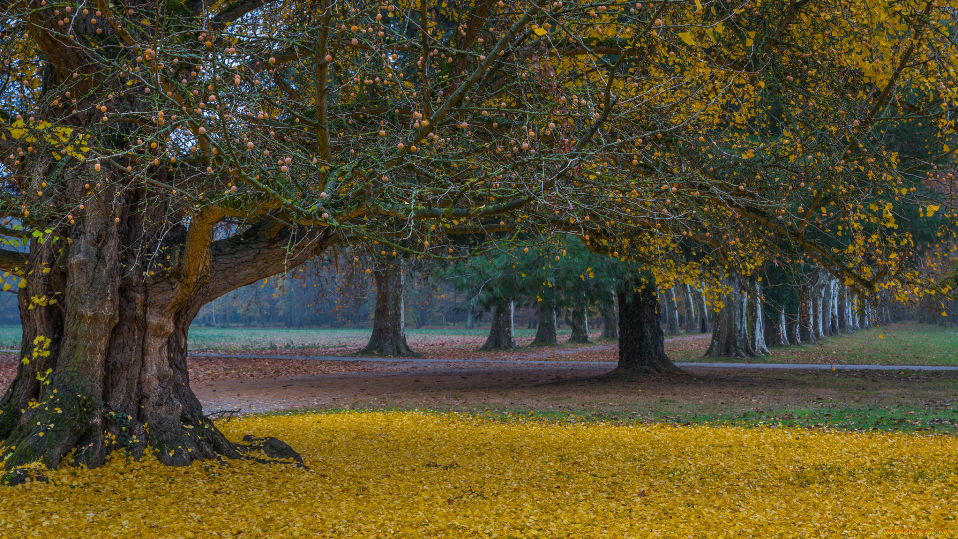 природа, парк, простор