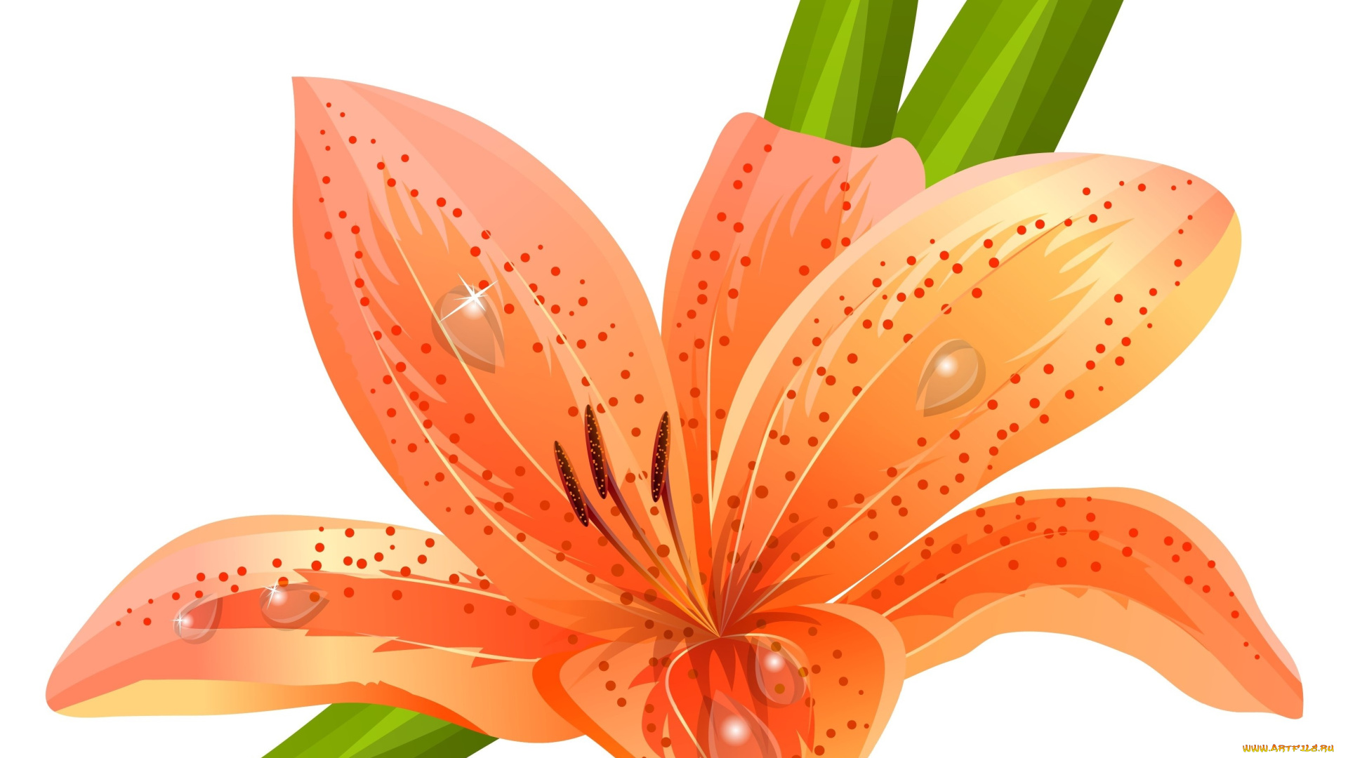 векторная, графика, цветы, , flowers, lilium, orange