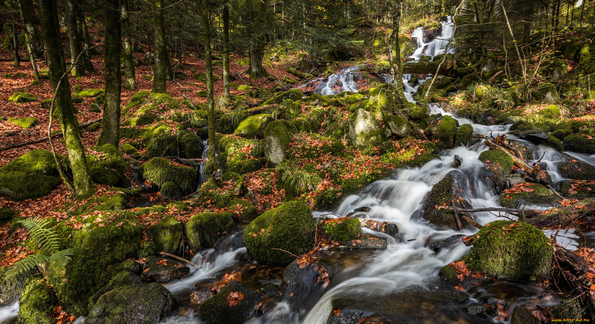 природа, лес, простор