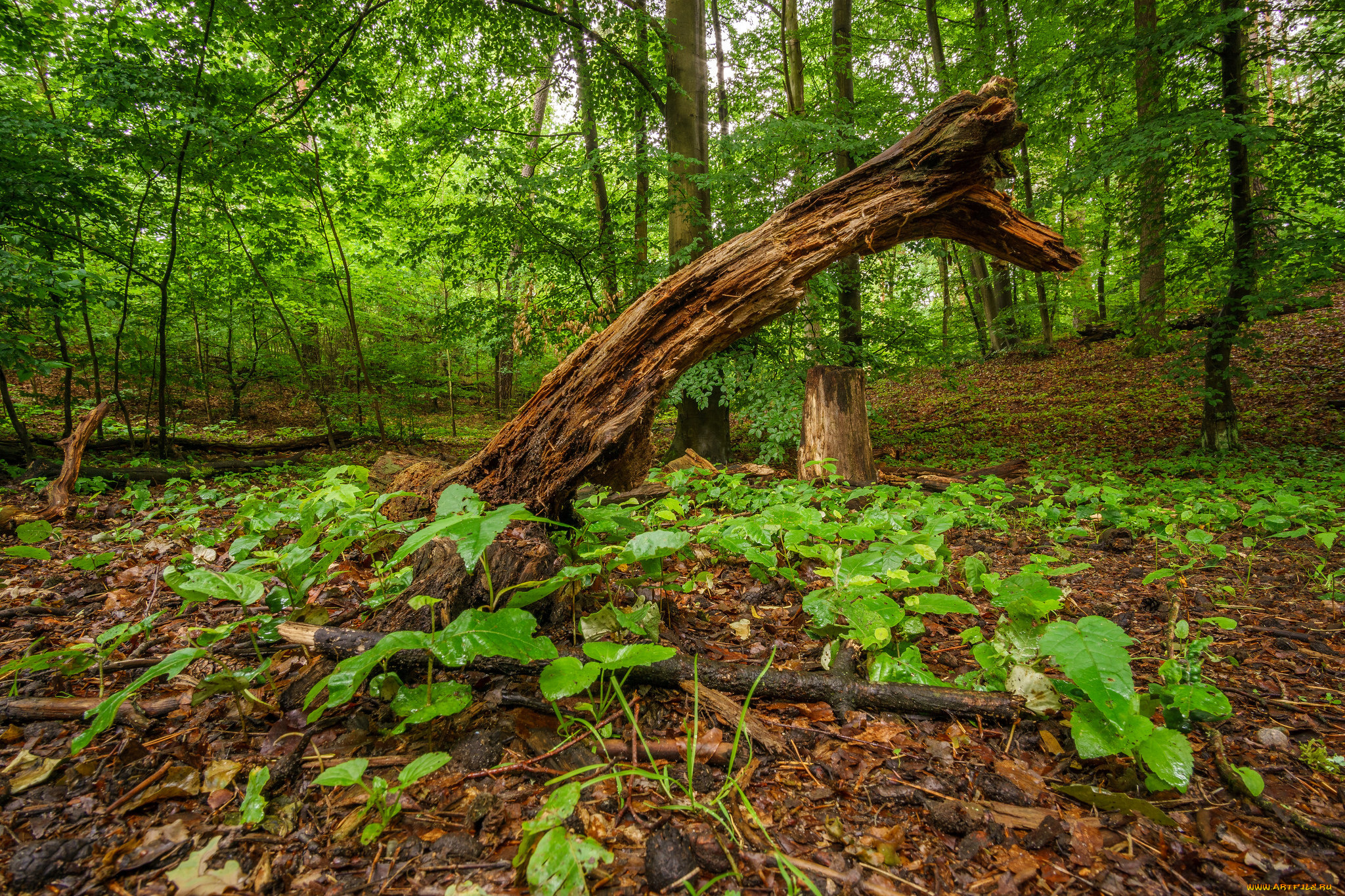 природа, лес, простор