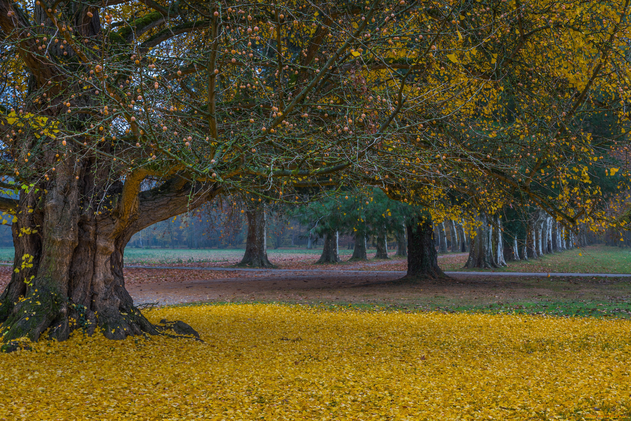 природа, парк, простор