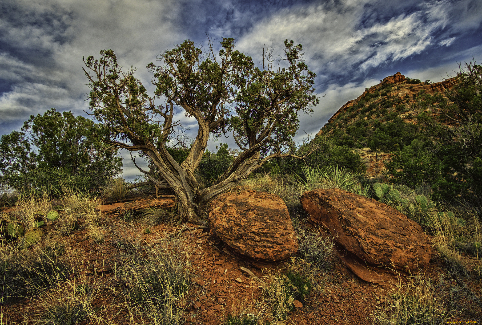природа, деревья, простор
