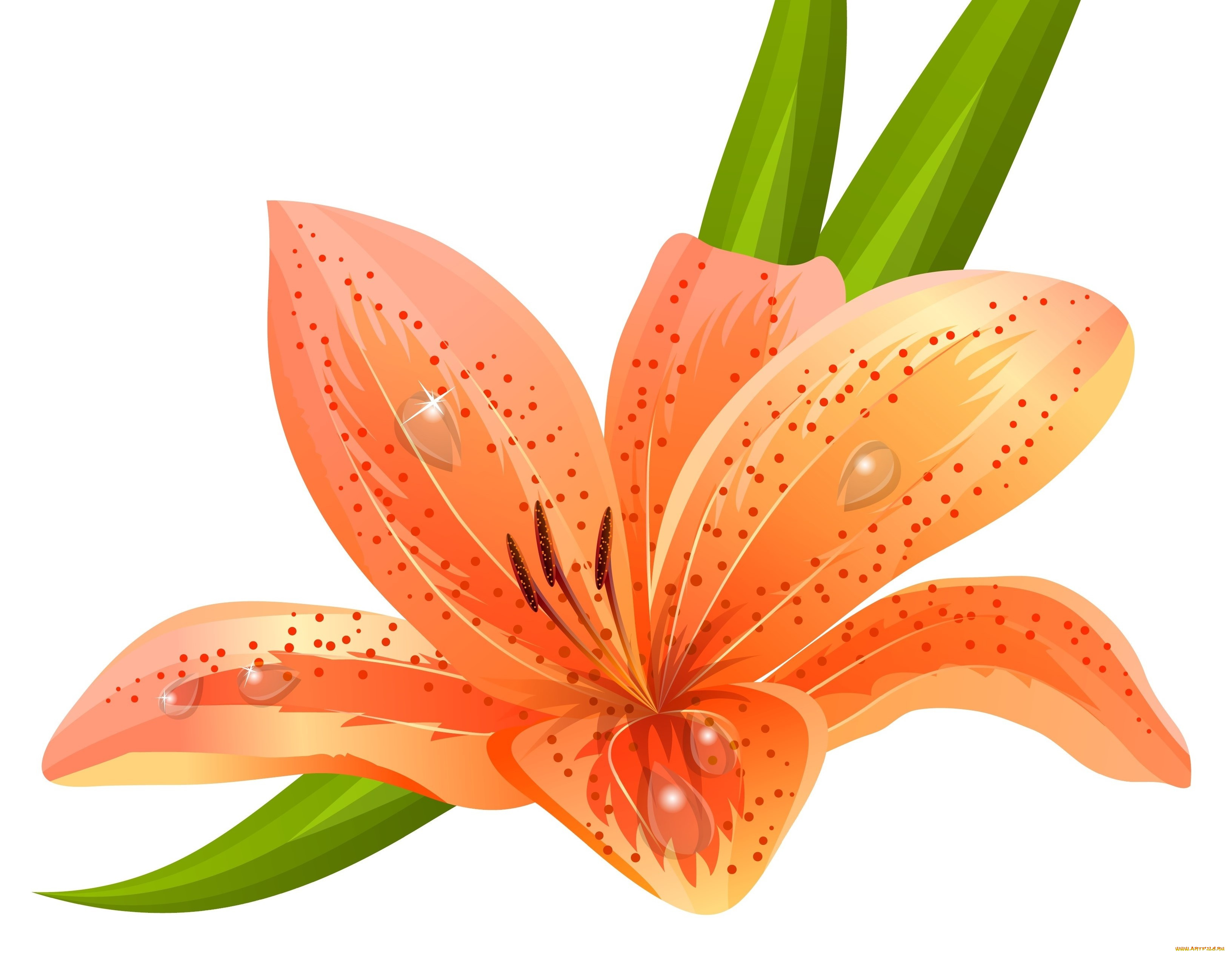 векторная, графика, цветы, , flowers, lilium, orange
