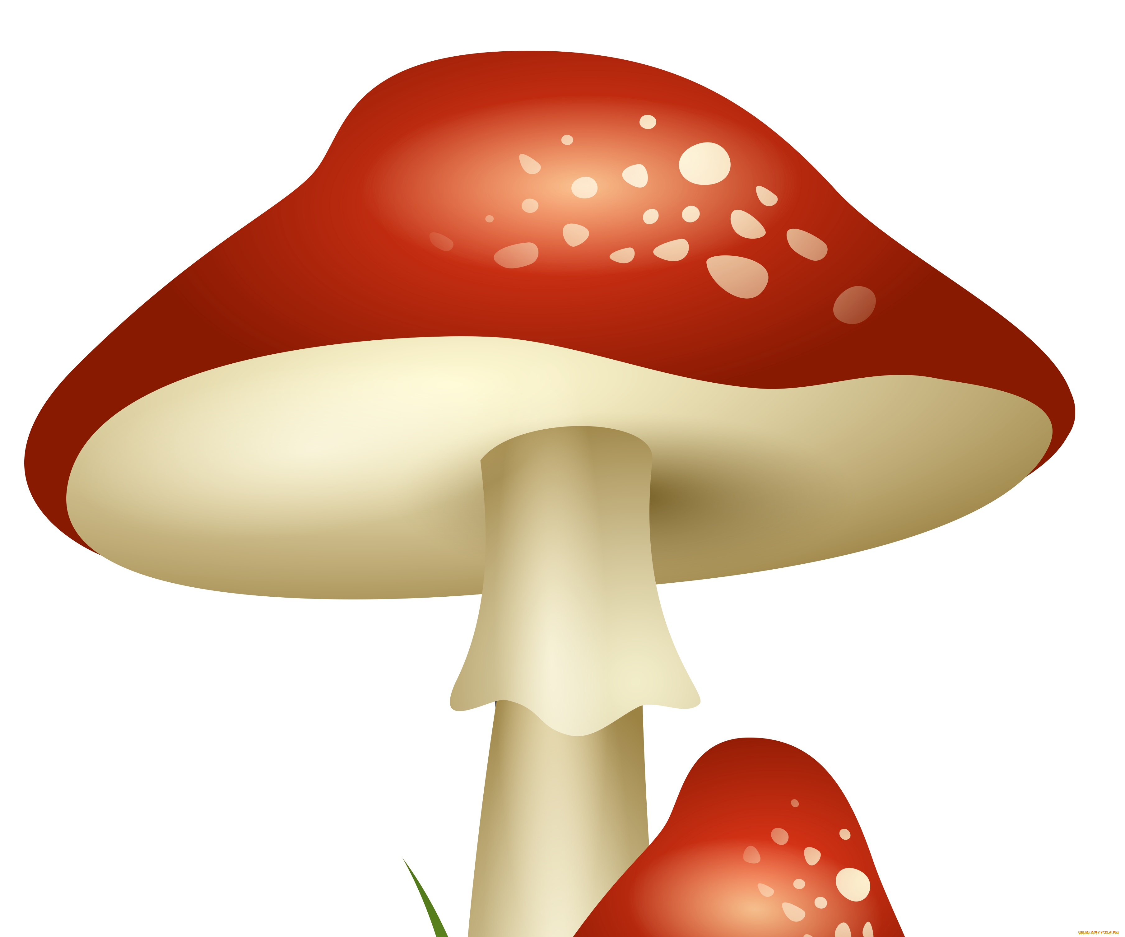 векторная, графика, другое, , other, мухомор, гриб