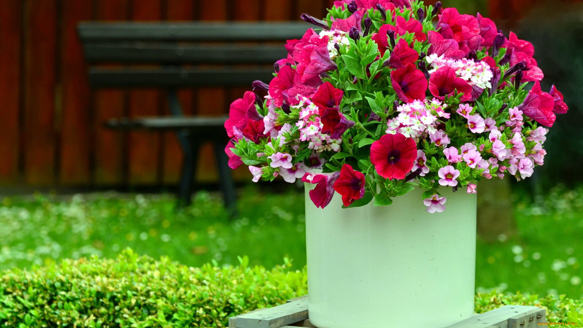 цветы, букеты, , композиции, петуния