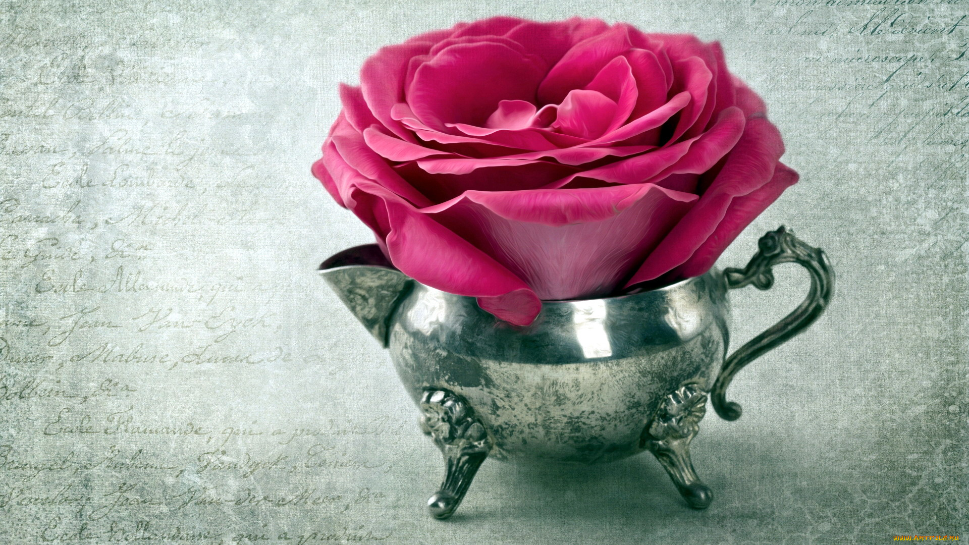 цветы, розы, розовый