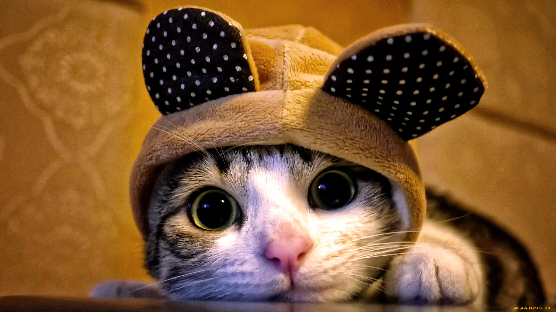 кошки, животные, коты