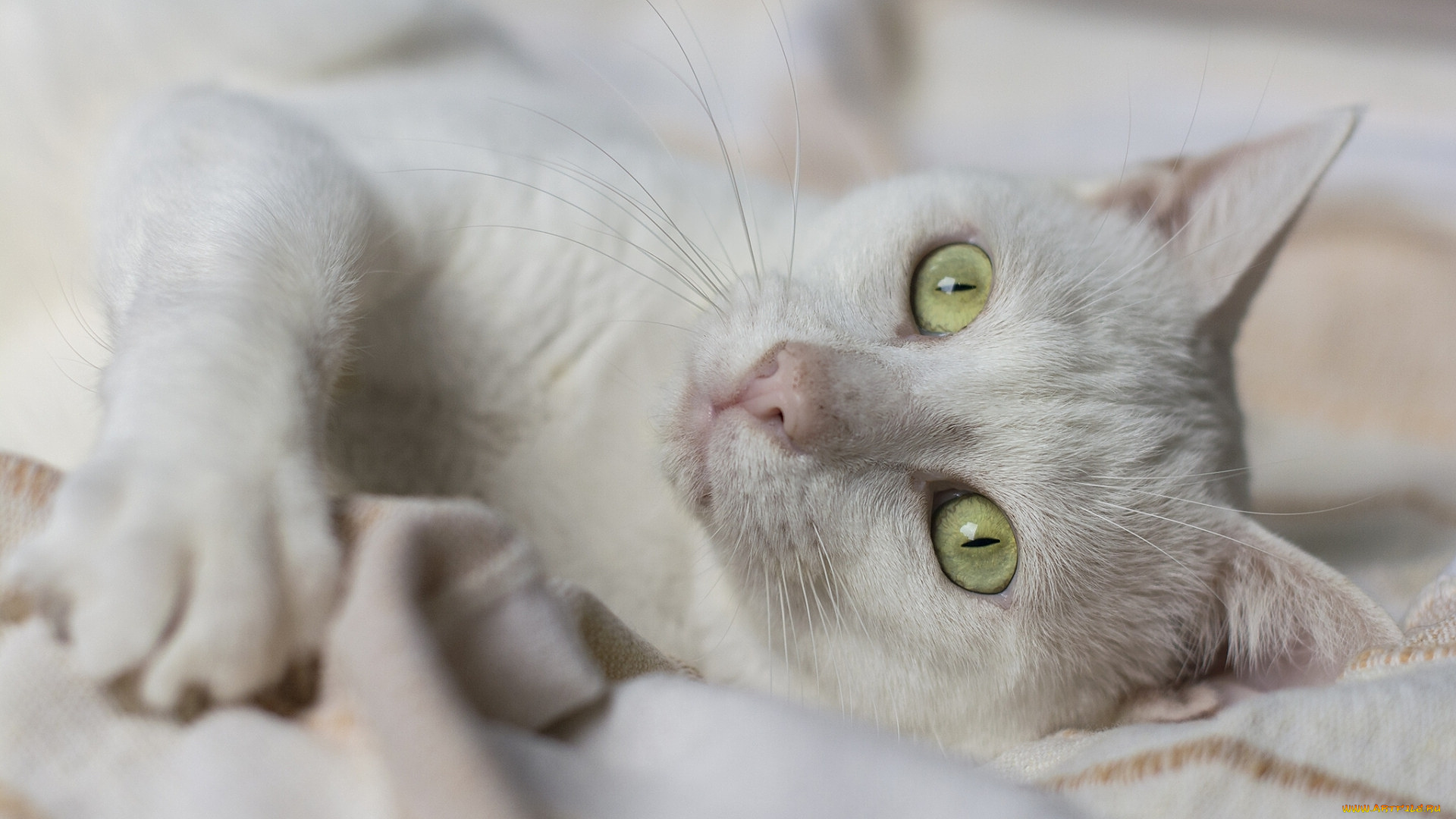 кошки, животные, коты