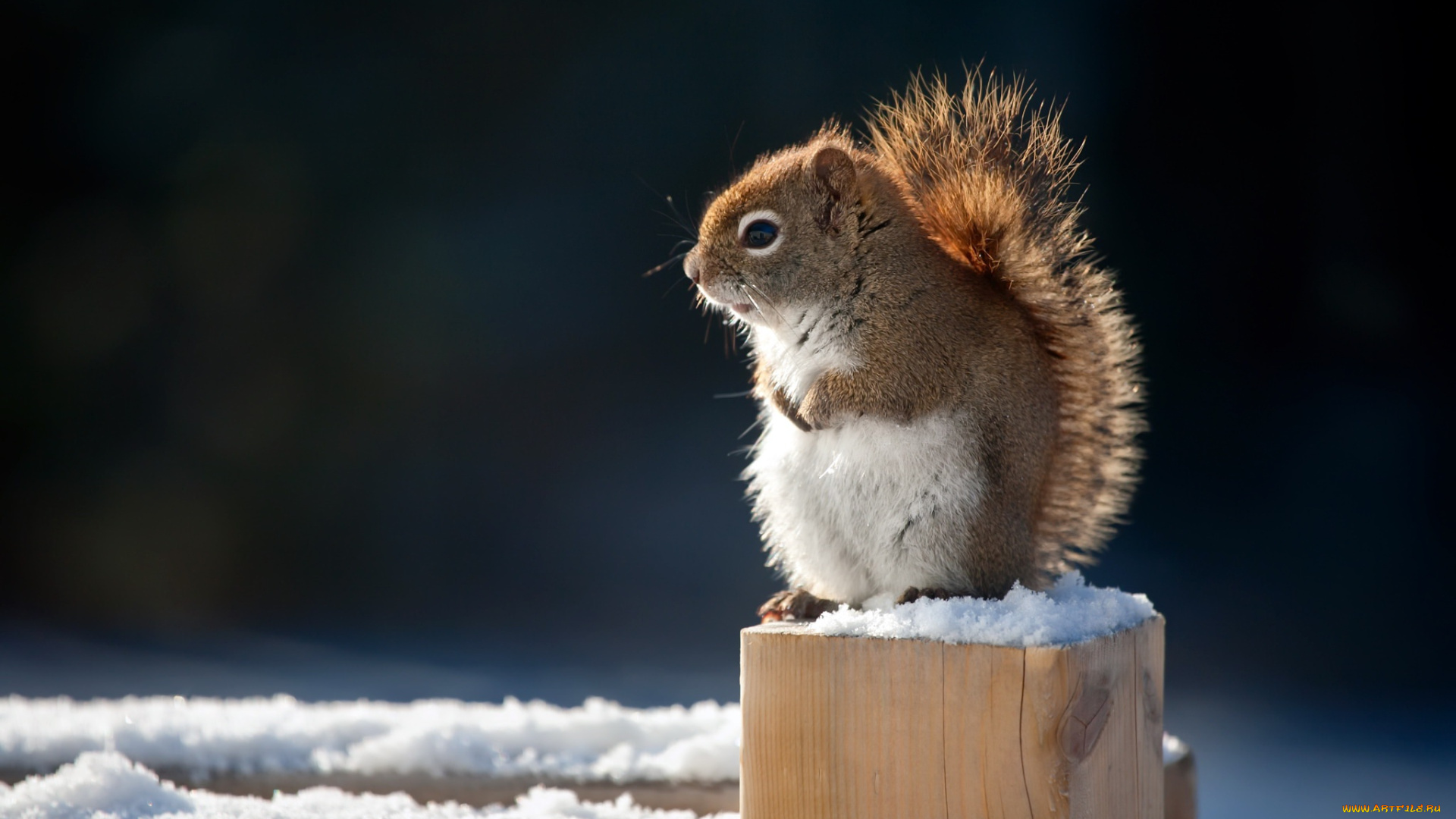 животные, белки, белочка