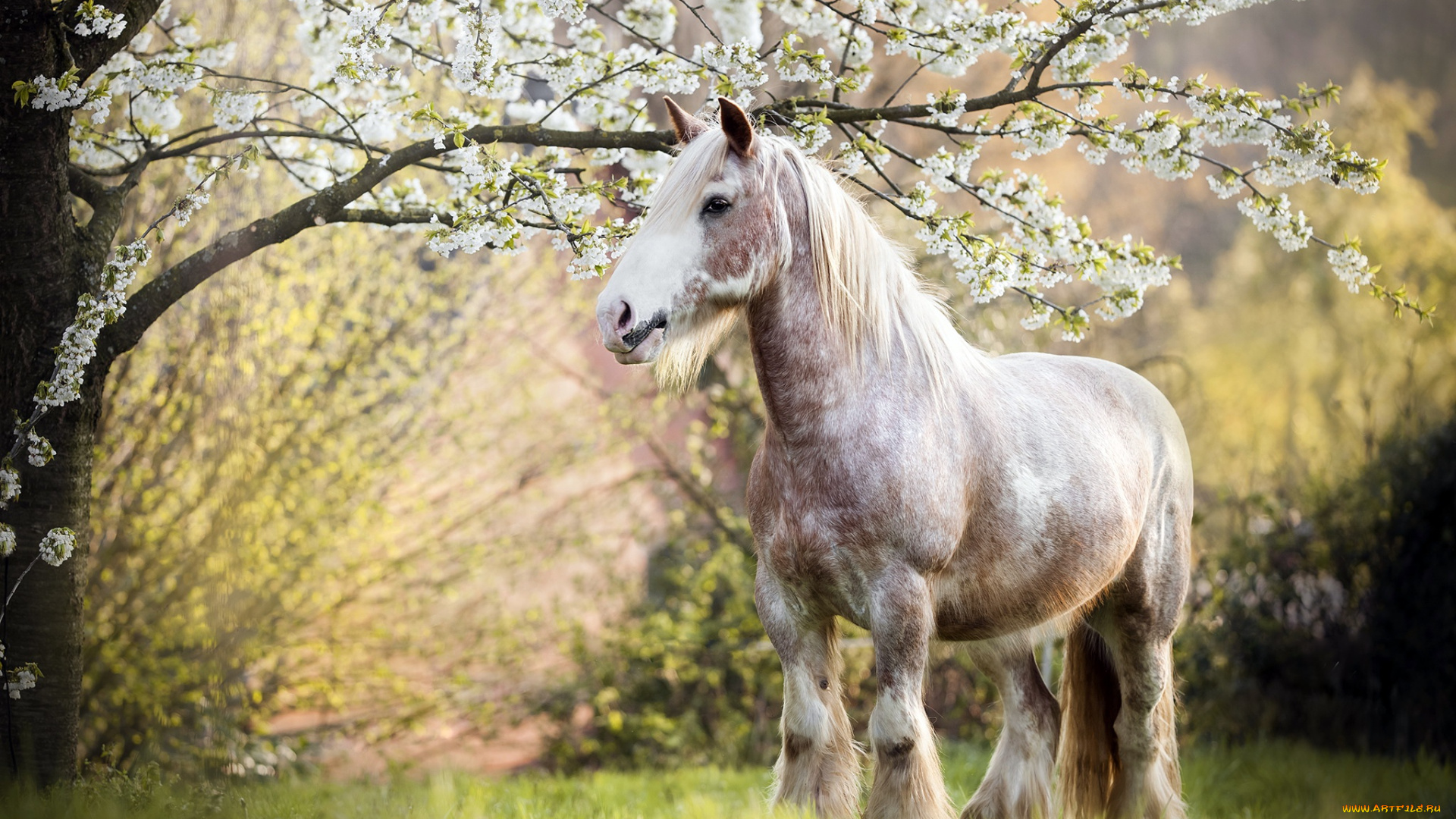 животные, лошади, лошадь