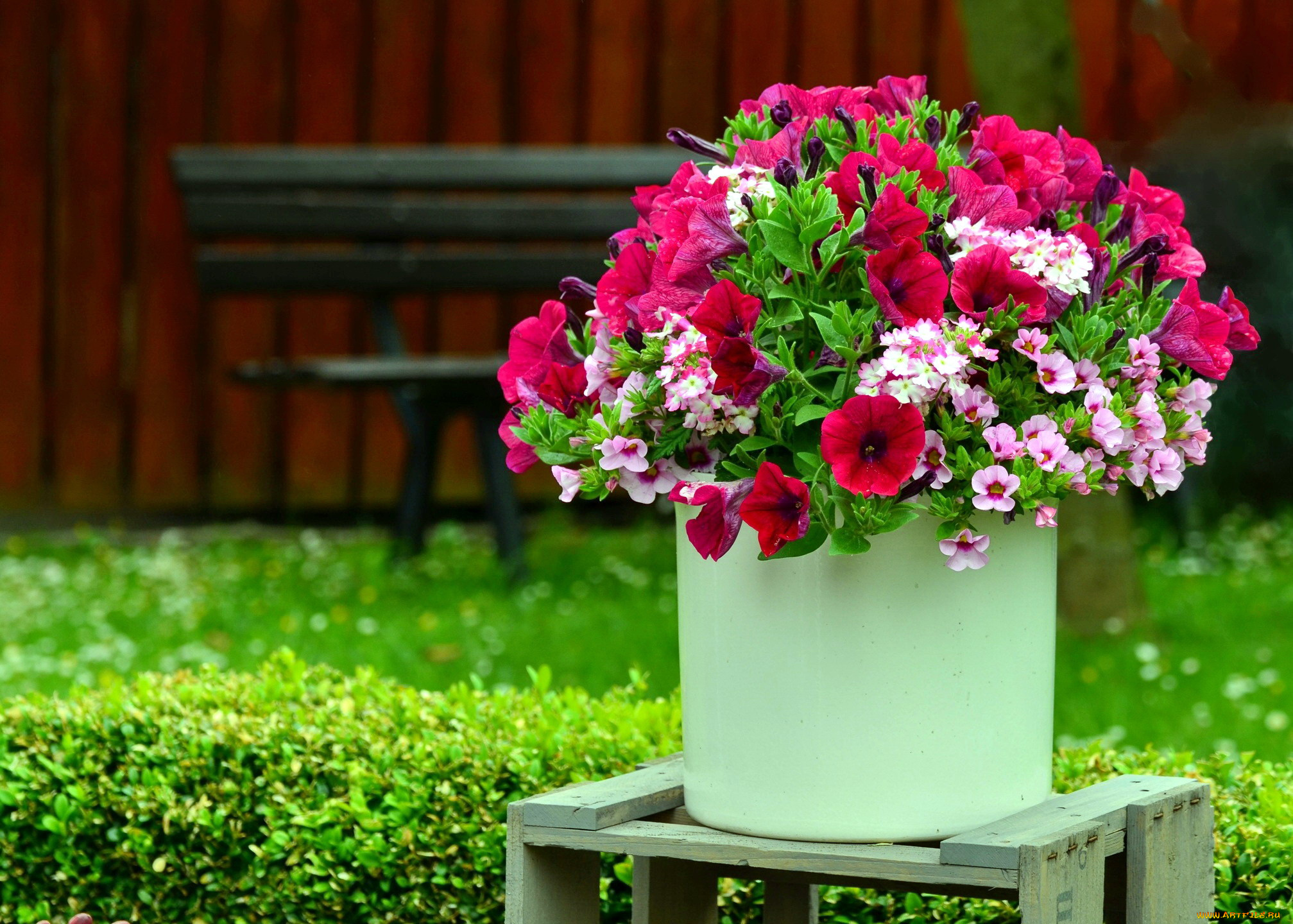 цветы, букеты, , композиции, петуния