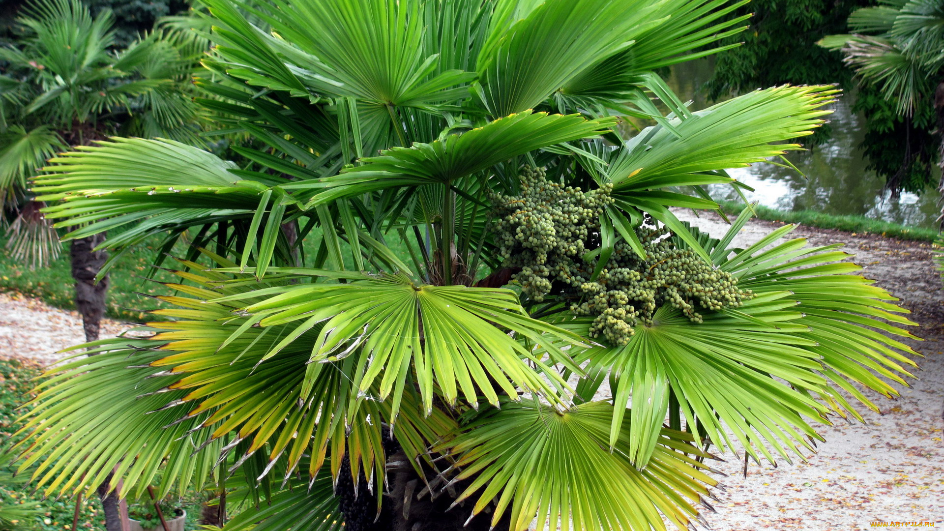 природа, деревья, пальма