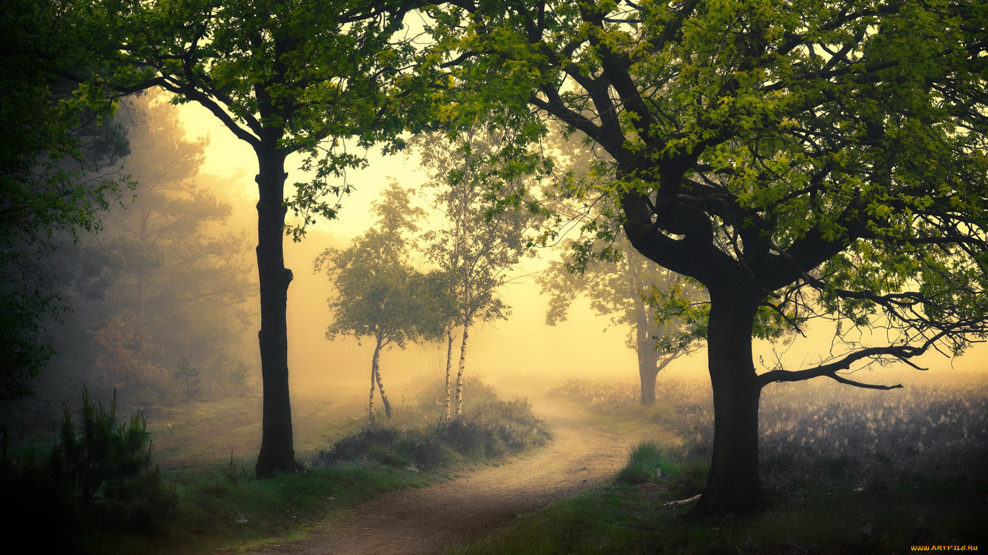 природа, дороги, утро