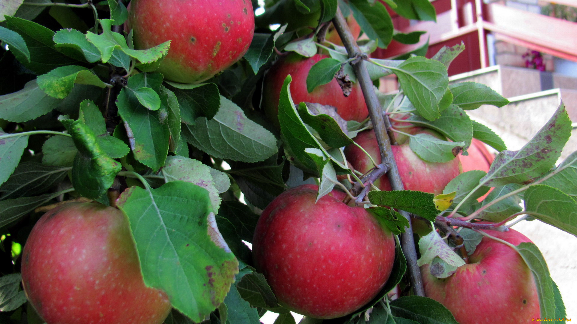 природа, плоды, яблоки