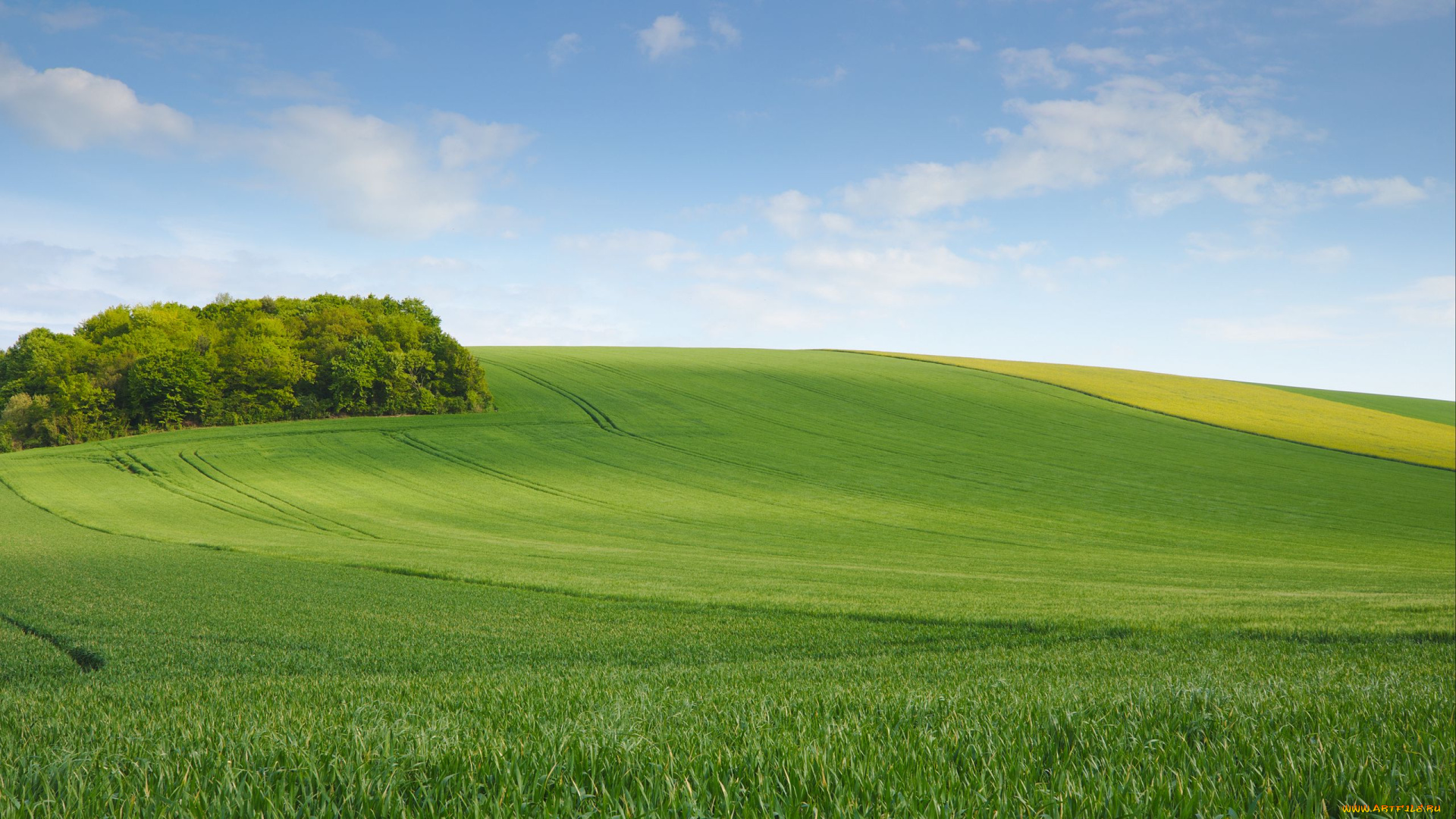 природа, поля, деревья, лето