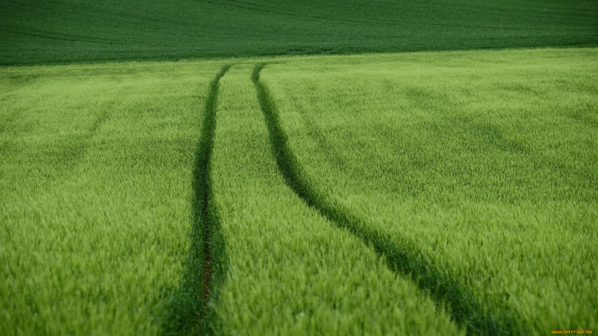 природа, поля, поле, лето